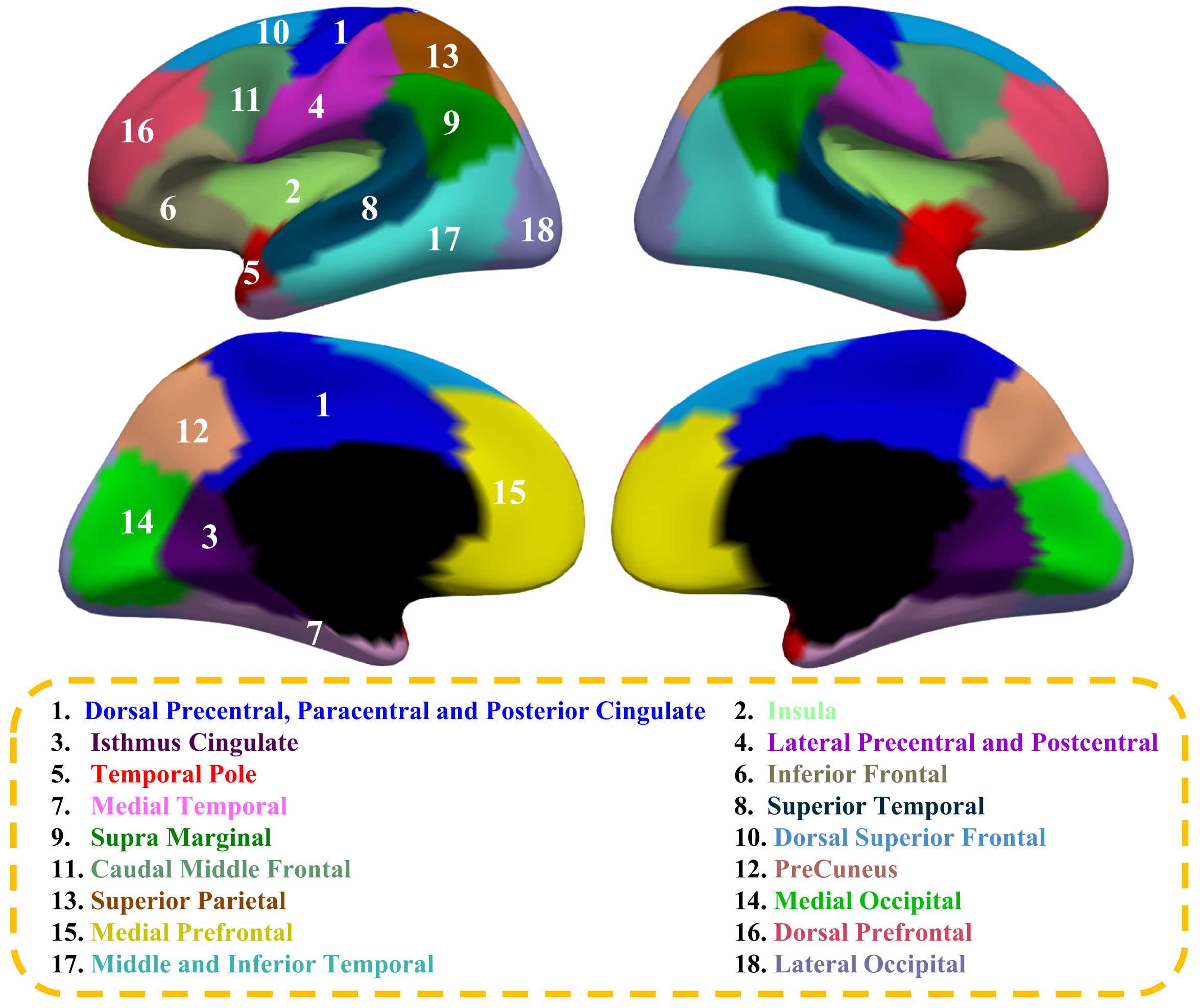 Ученые создали новую карту развития головного мозга в раннем возрасте