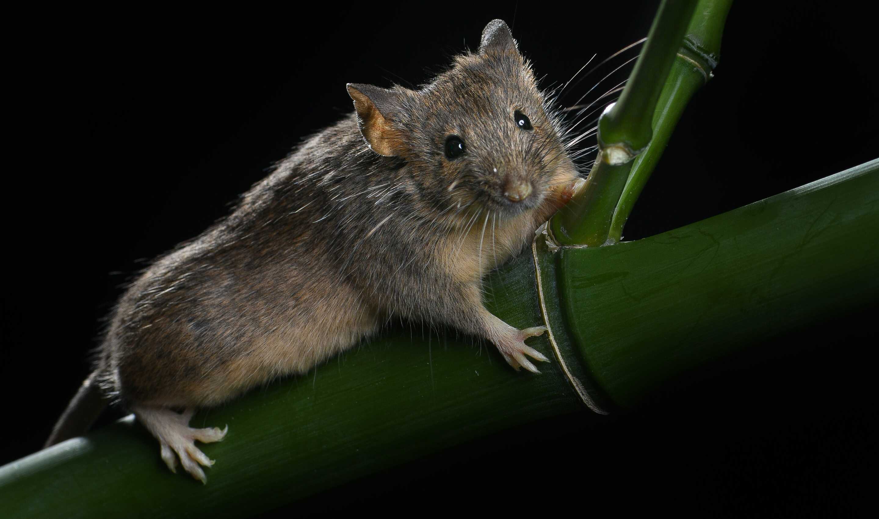 Лабораторным мышам сшили хромосомы