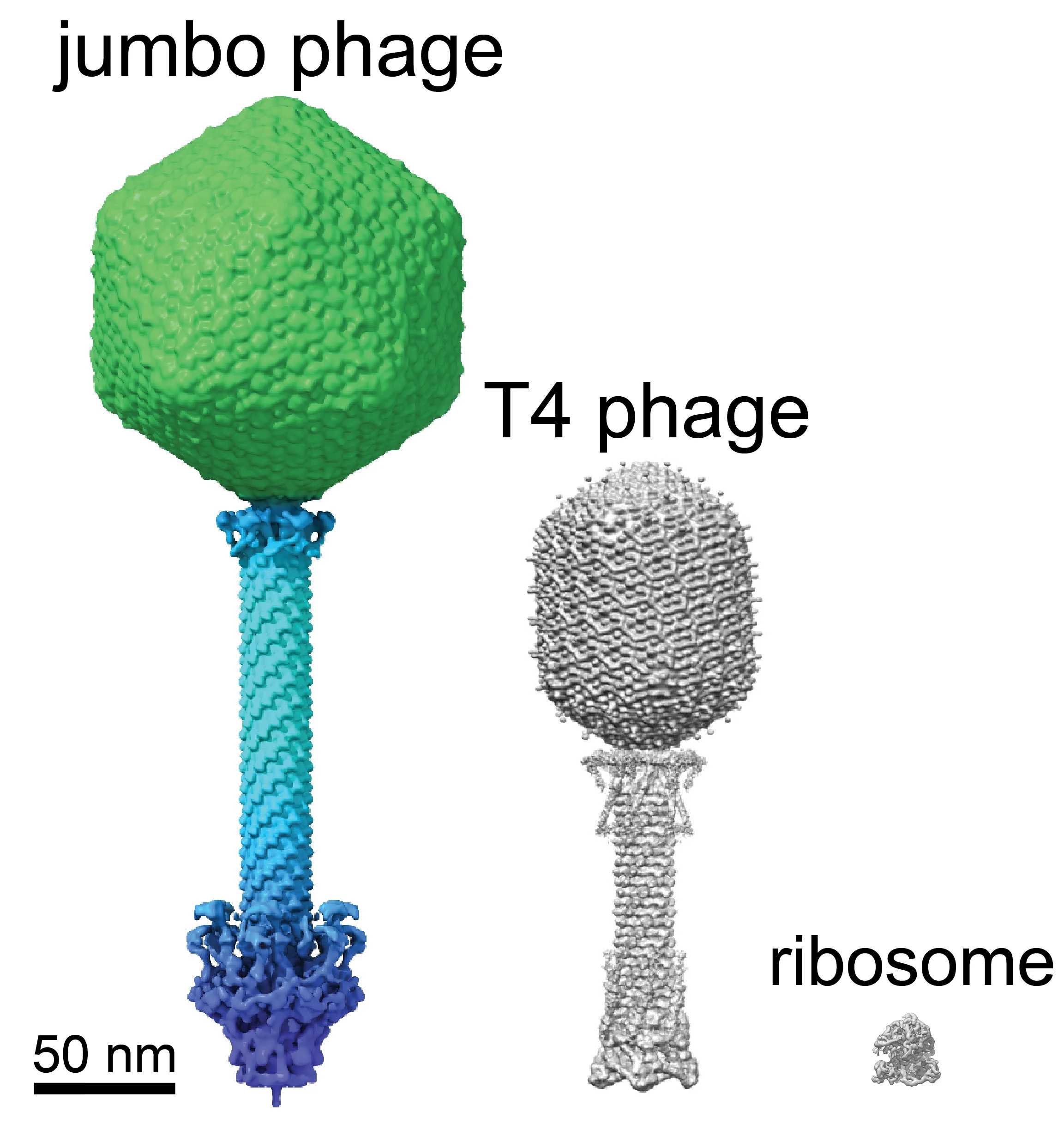 Биологи определили структуру «ядра» гигантских бактериофагов
