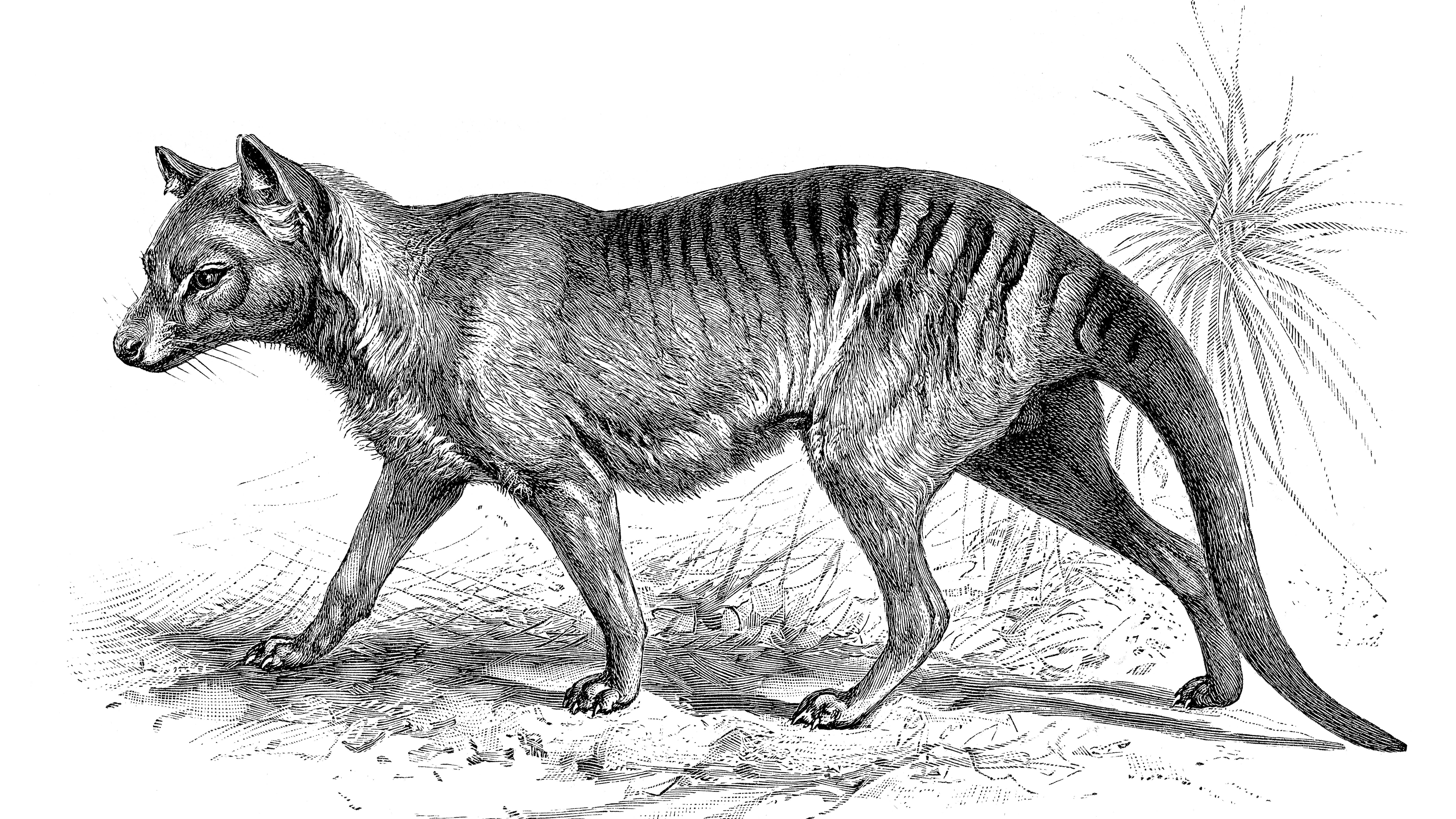 Австралийские ученые хотят воскресить тасманского волка