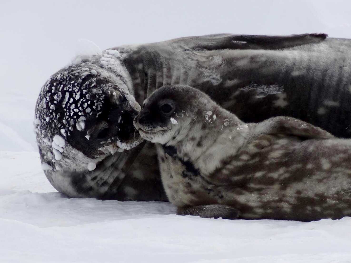 Самки тюленей Уэдделла пожертвовали способностью нырять ради снабжения детенышей железом