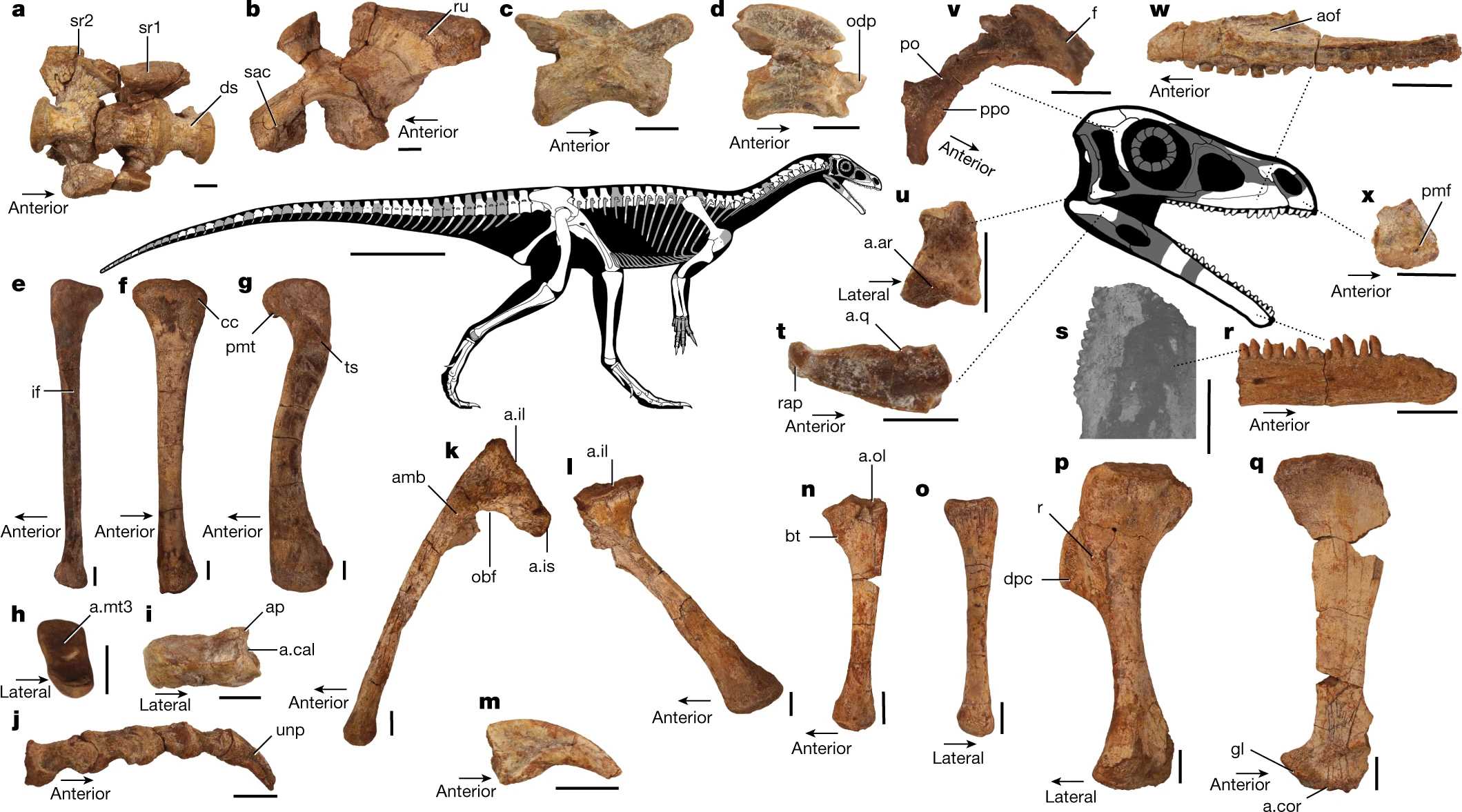 В Зимбабве обнаружен древнейший африканский динозавр