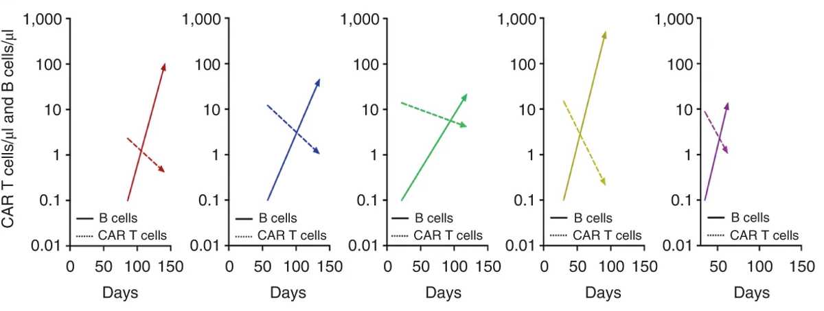 CAR-T-клетки вылечили волчанку