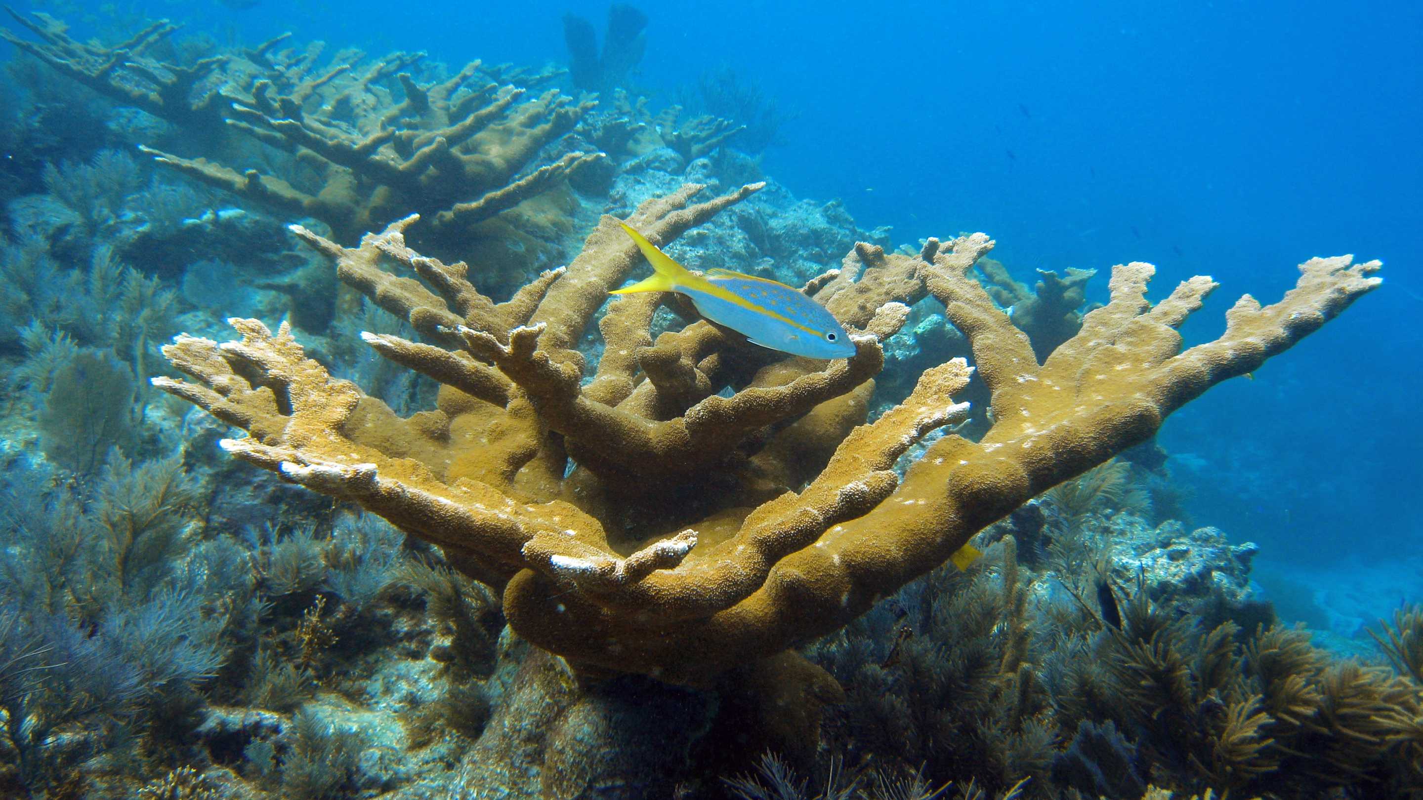 Кораллы передают потомству мутации, приобретенные в течение жизни