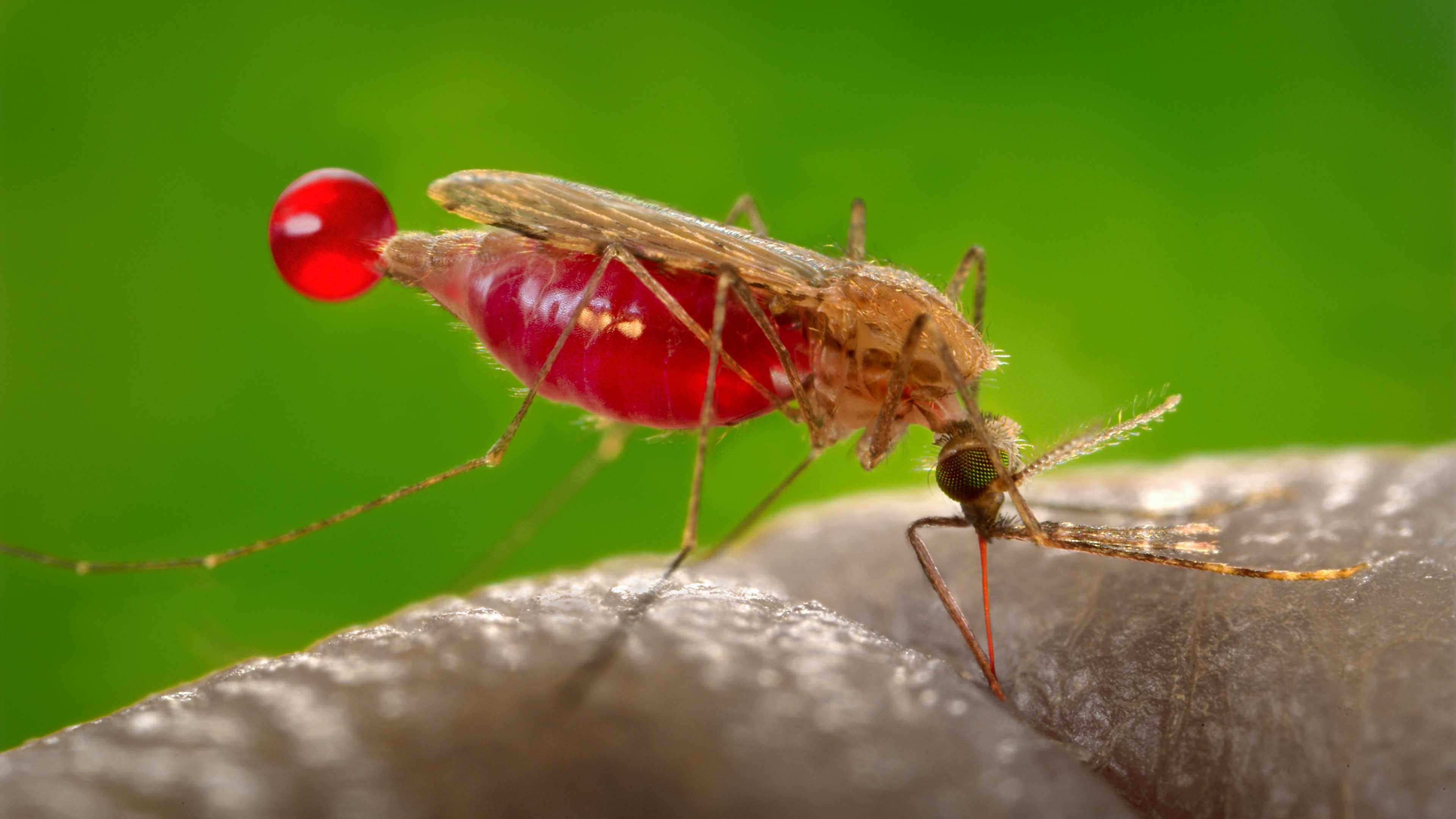 Ученые создали «противомалярийных» комаров