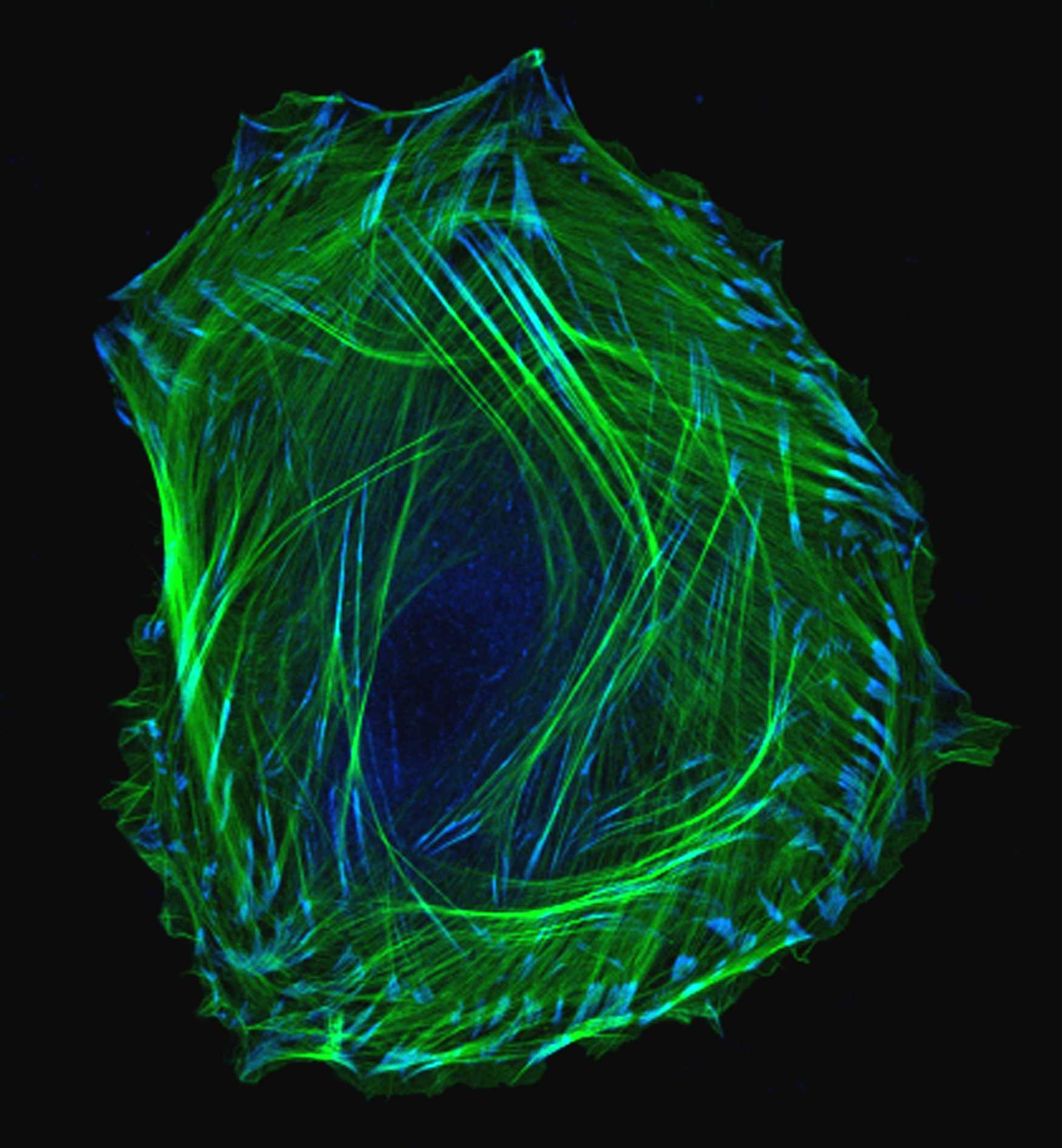 Эмбриональные клетки ползают на гусеничной тяге