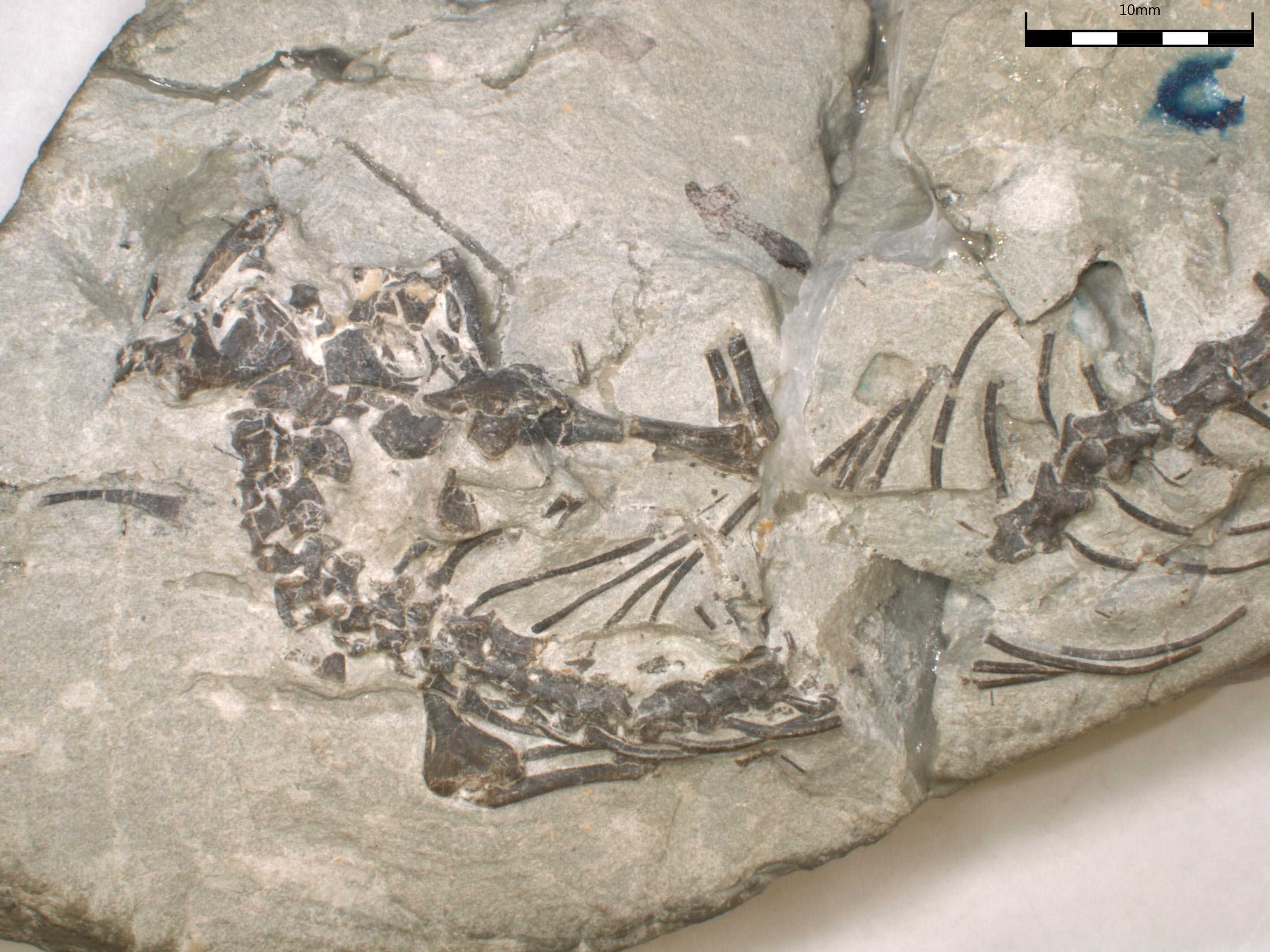 В Северной Америке нашли почти полный скелет родственника гаттерии