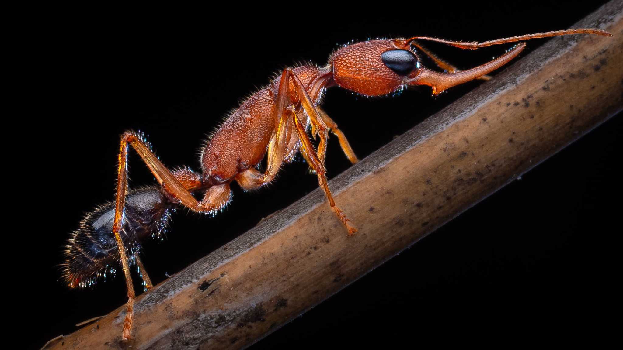Биологи выяснили, почему «королевы» муравьев живут намного дольше рабочих