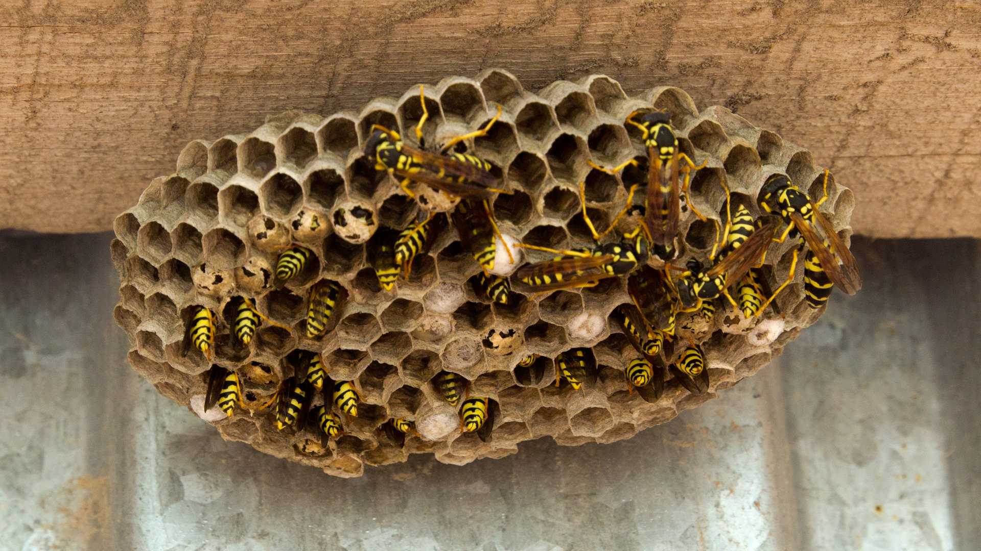 И служанка, и царица: ученые выяснили, как бумажные осы поддерживают иерархию внутри гнезда