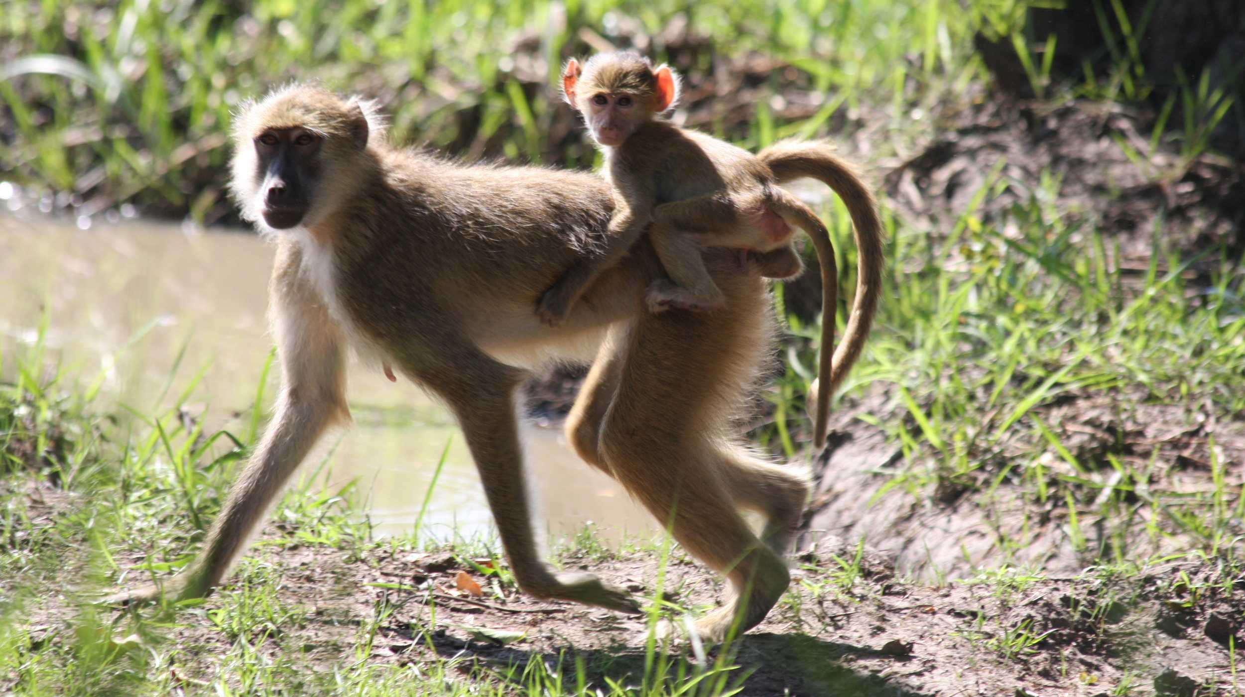 Детеныши доминантных самок бабуинов быстрее становятся самостоятельными