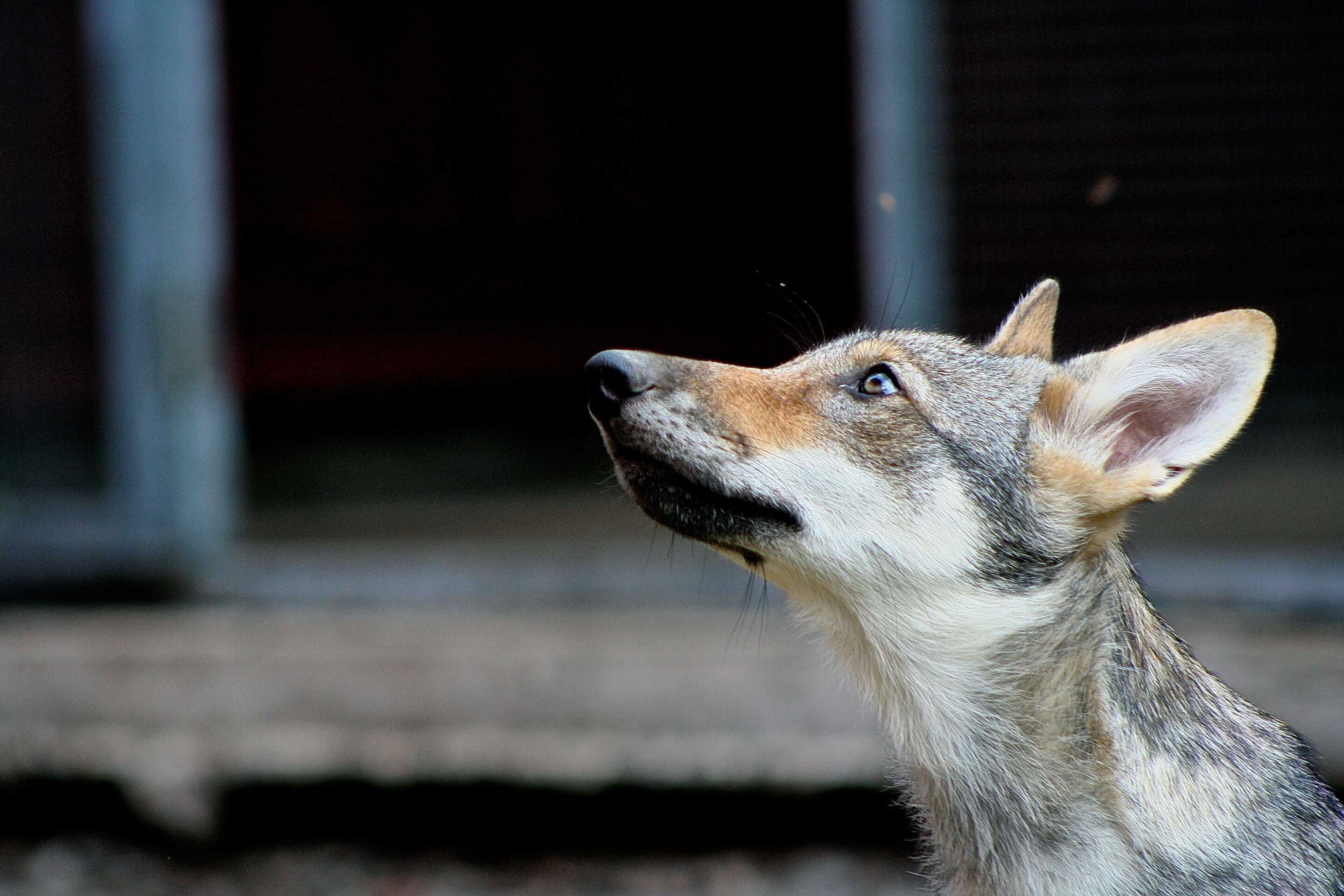 Ученые обнаружили, что волки привязываются к людям не хуже собак