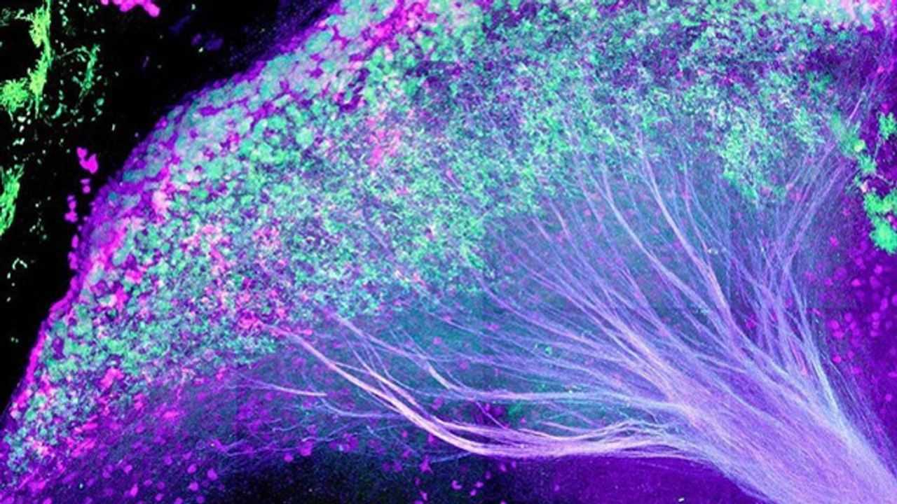 Нейробиологи нашли в мозгу выключатель апатии