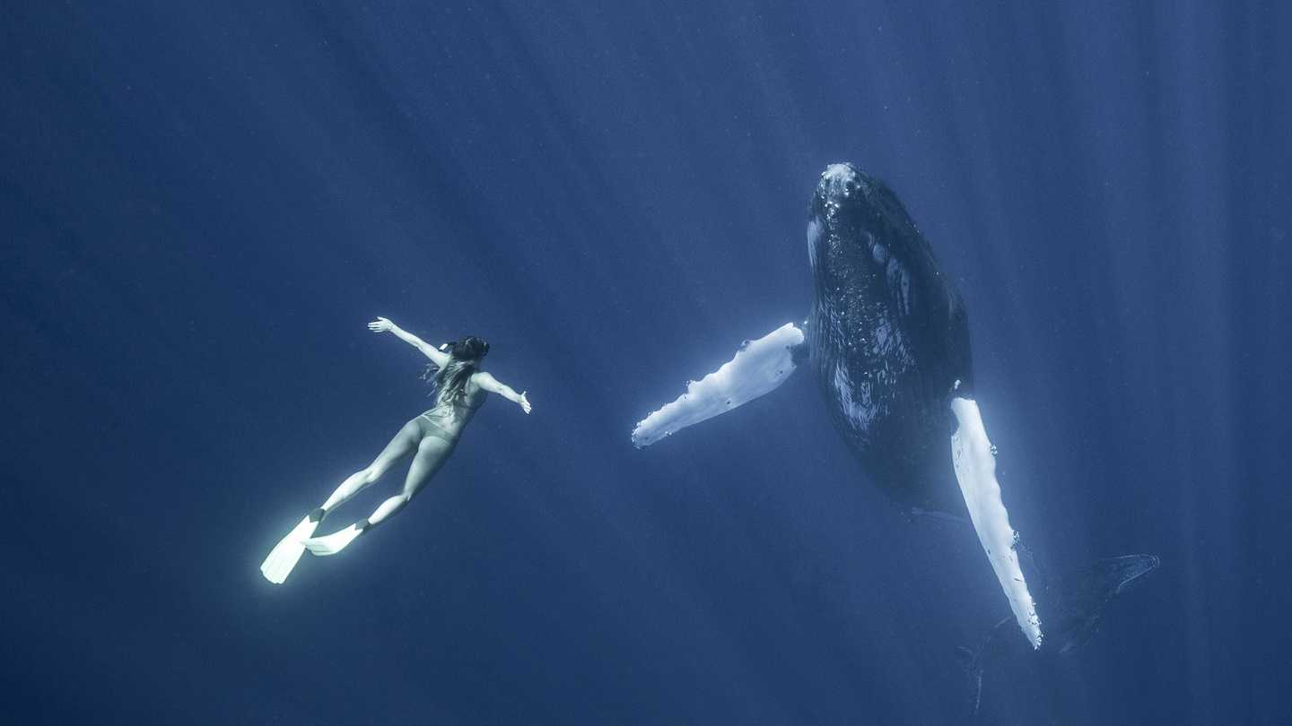 Ученые выяснили, почему мозг кита не повреждается при плавании