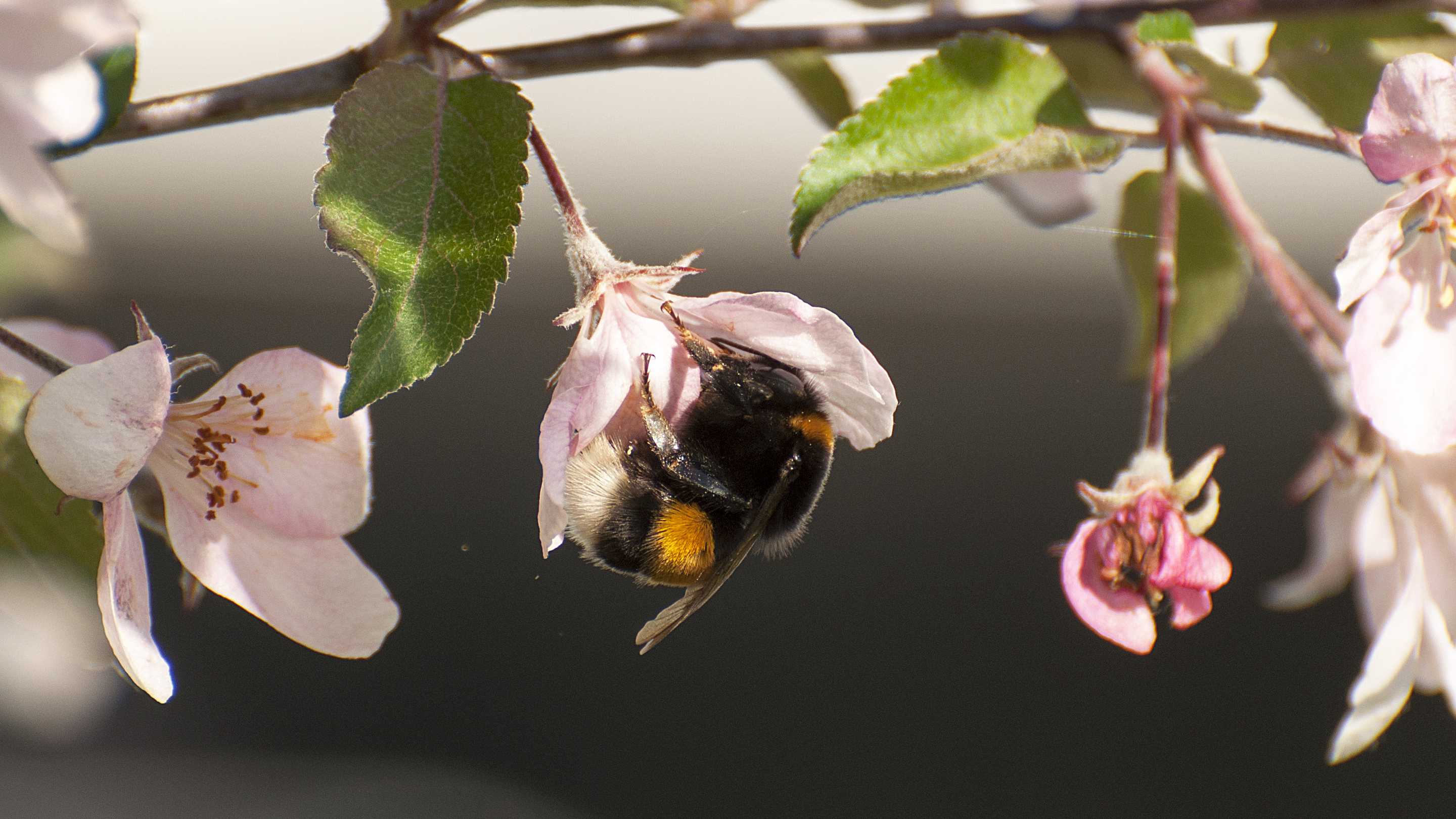 Пчёлам и шмелям полезен весь лес, не только его поляны и опушки