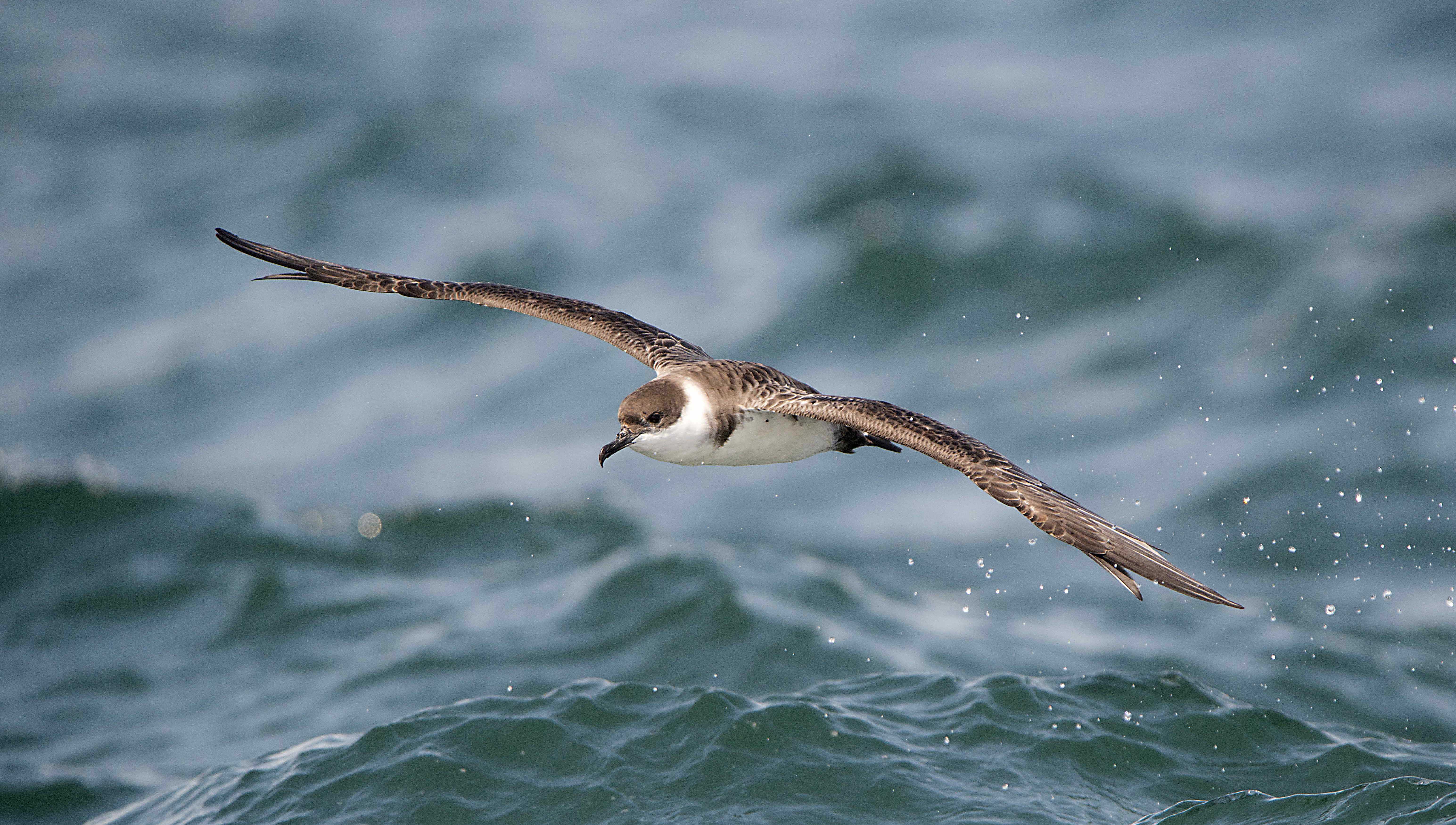 Чтобы спастись от урагана, морские птицы летят прямо в его центр