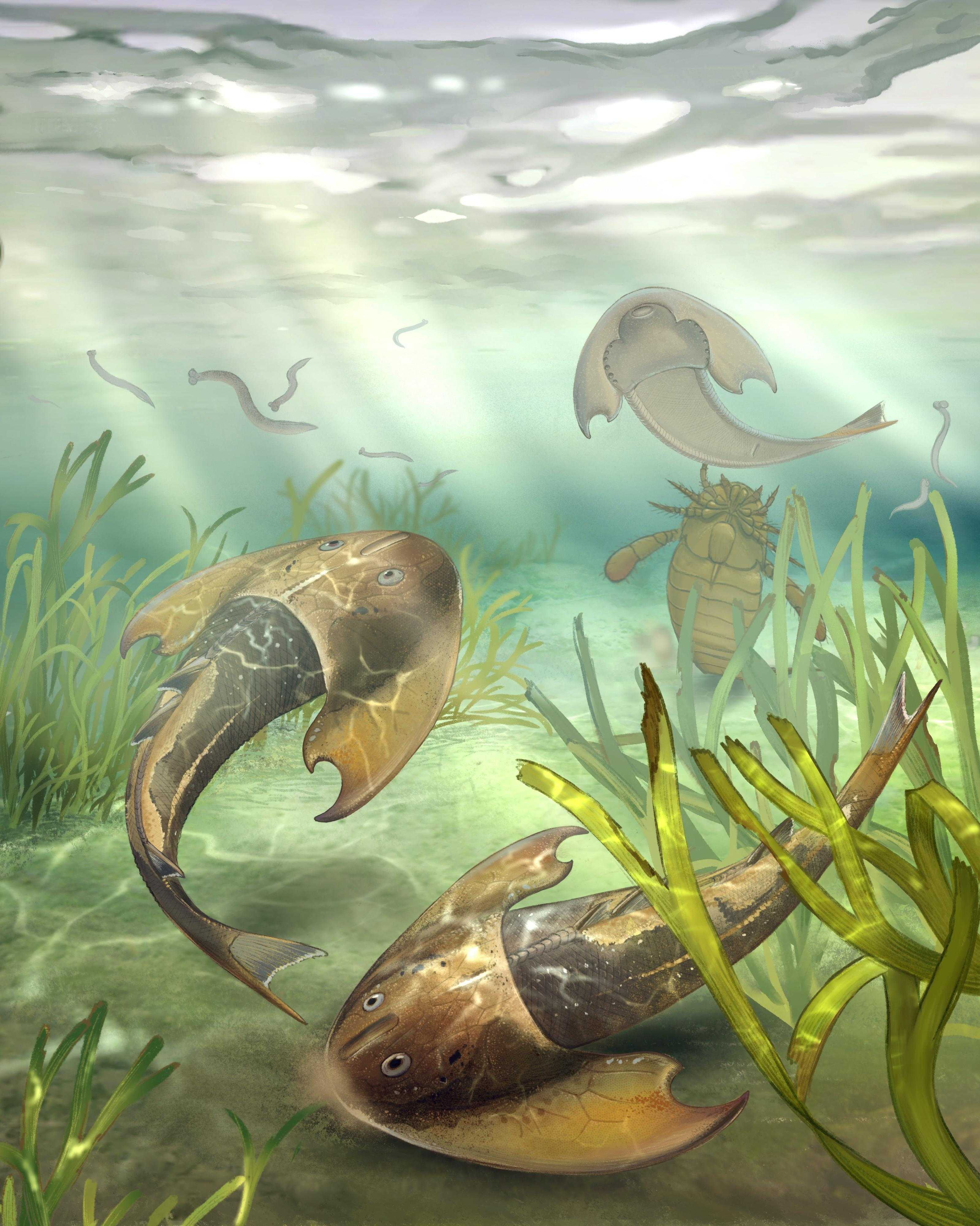 Найдена древнейшая рыба с парными плавниками — предшественниками наших рук и ног