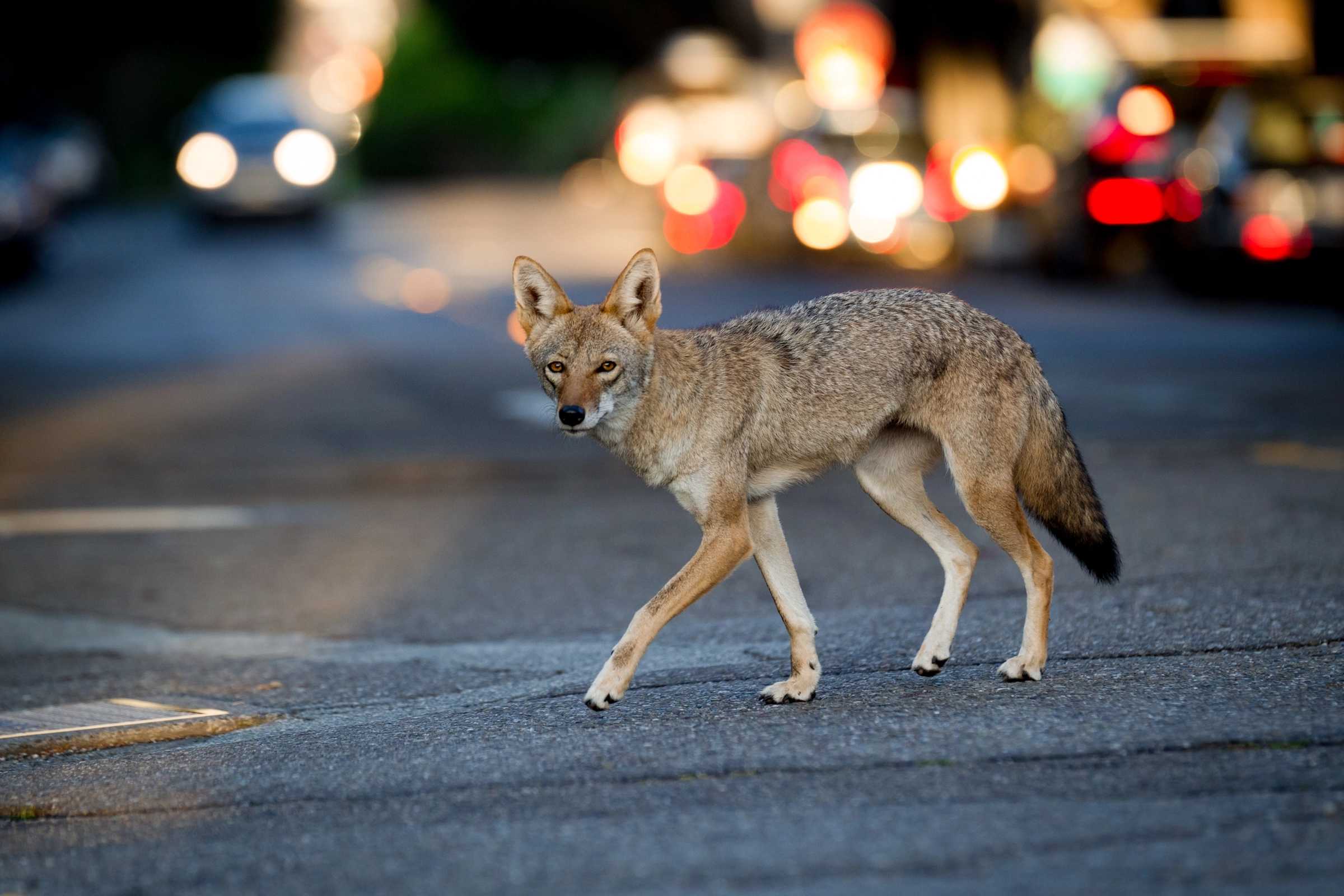 В Нью-Йорке койотам не приходится полагаться на человеческие отходы