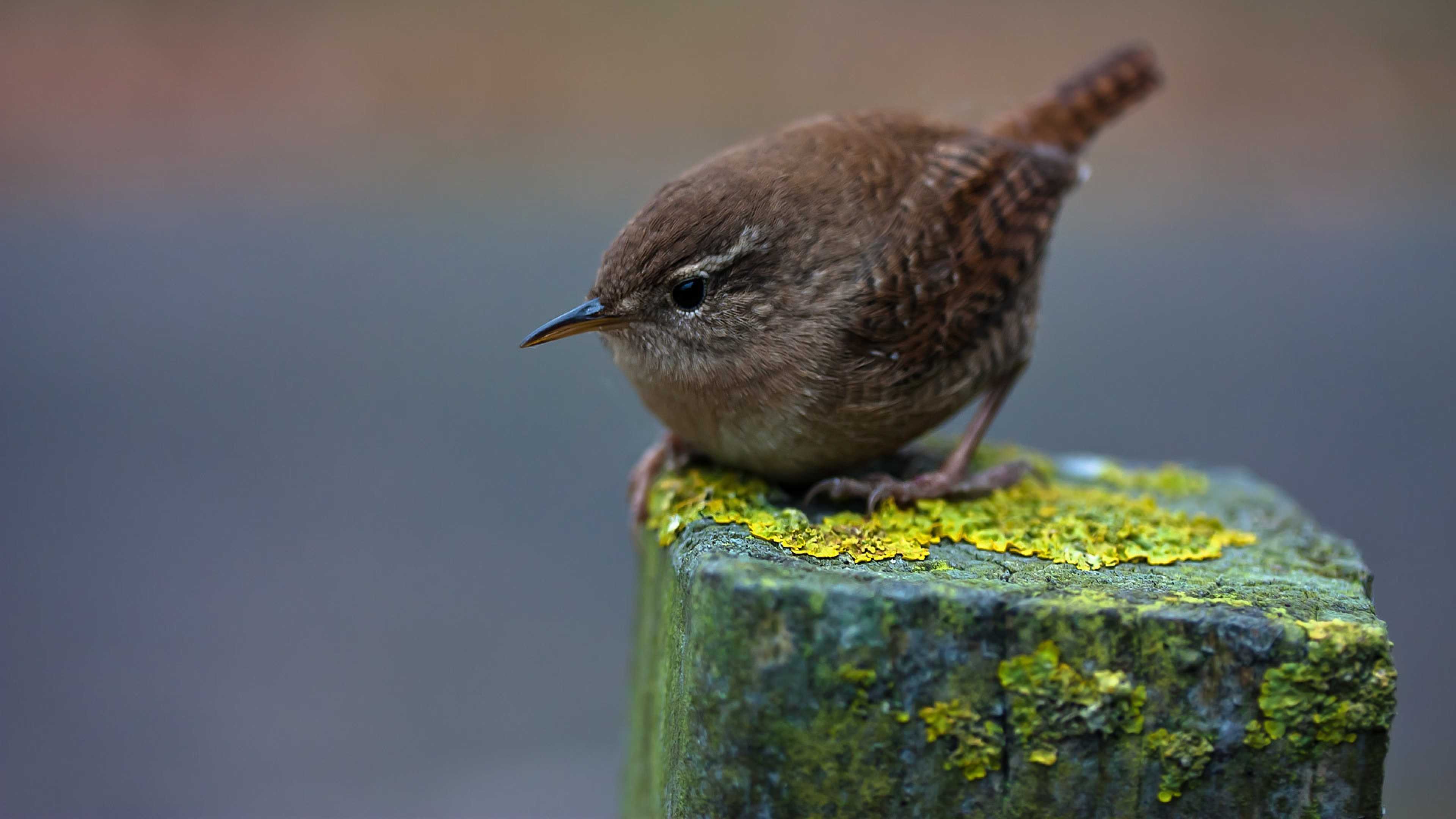 Орнитологи выяснили, почему за последние десятилетия многие птицы стали меньше