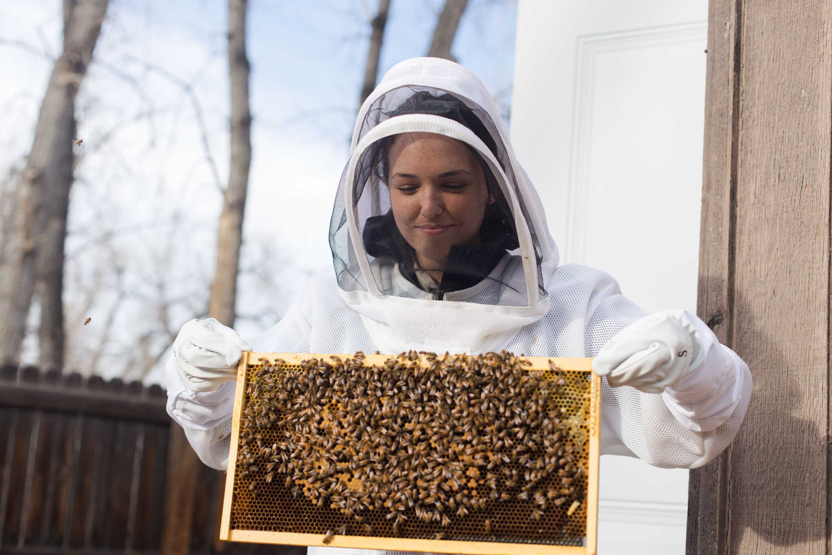 Сколько пчёл можно поместить в рентгеновский аппарат, а главное — зачем?