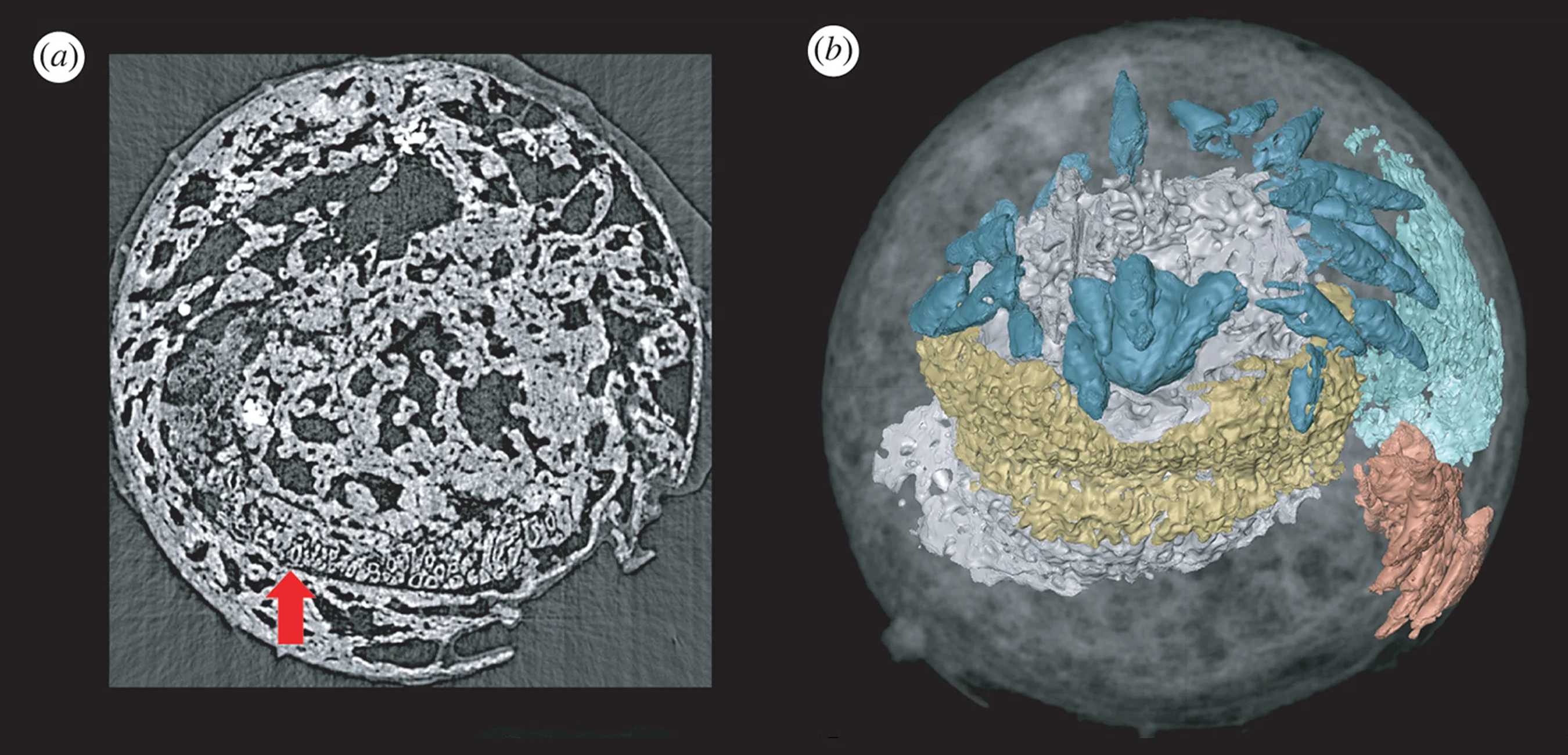 У эмбриона червя возрастом 500 миллионов лет был мозг в форме пончика