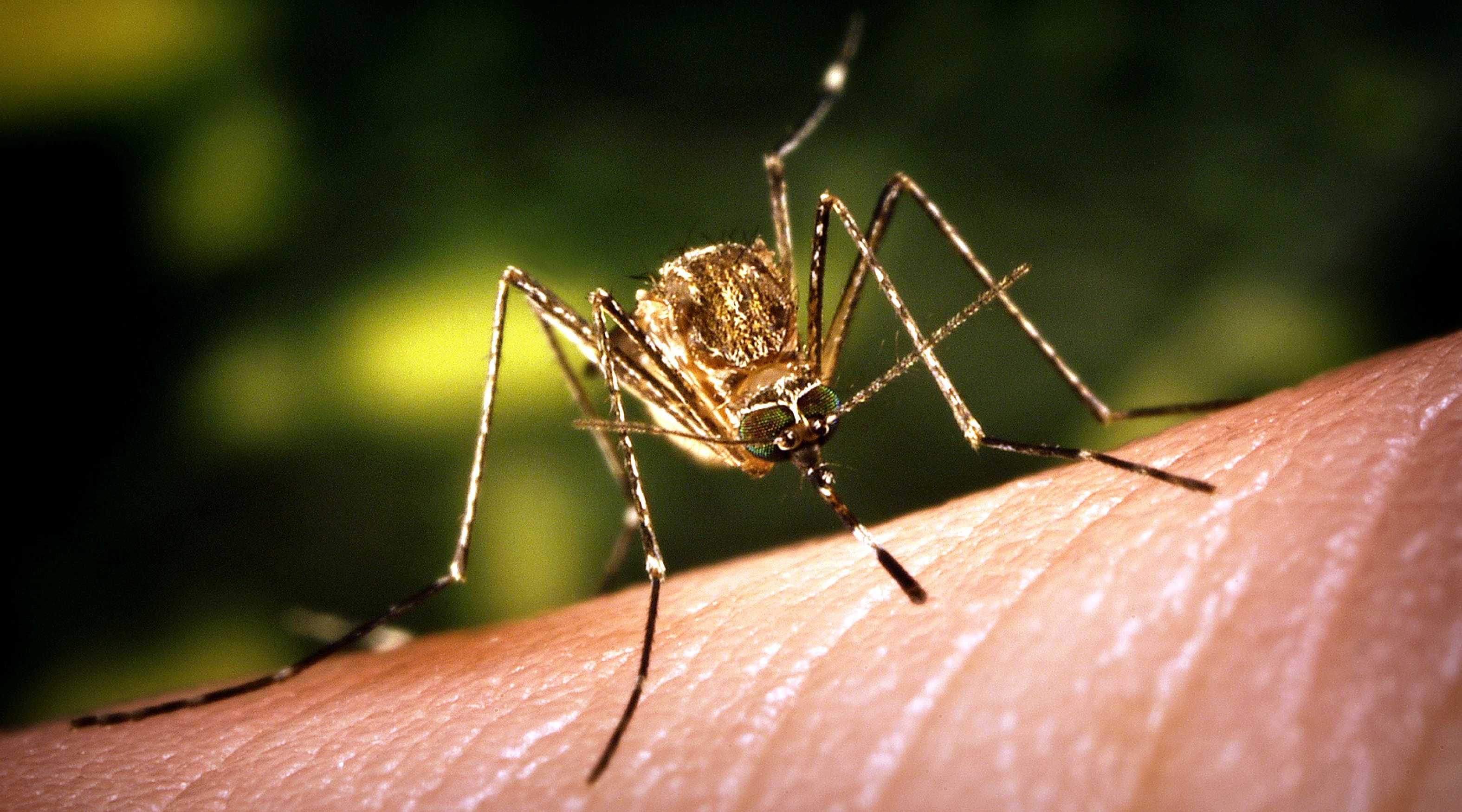 Биологи объяснили, почему некоторые люди привлекают комаров чаще других