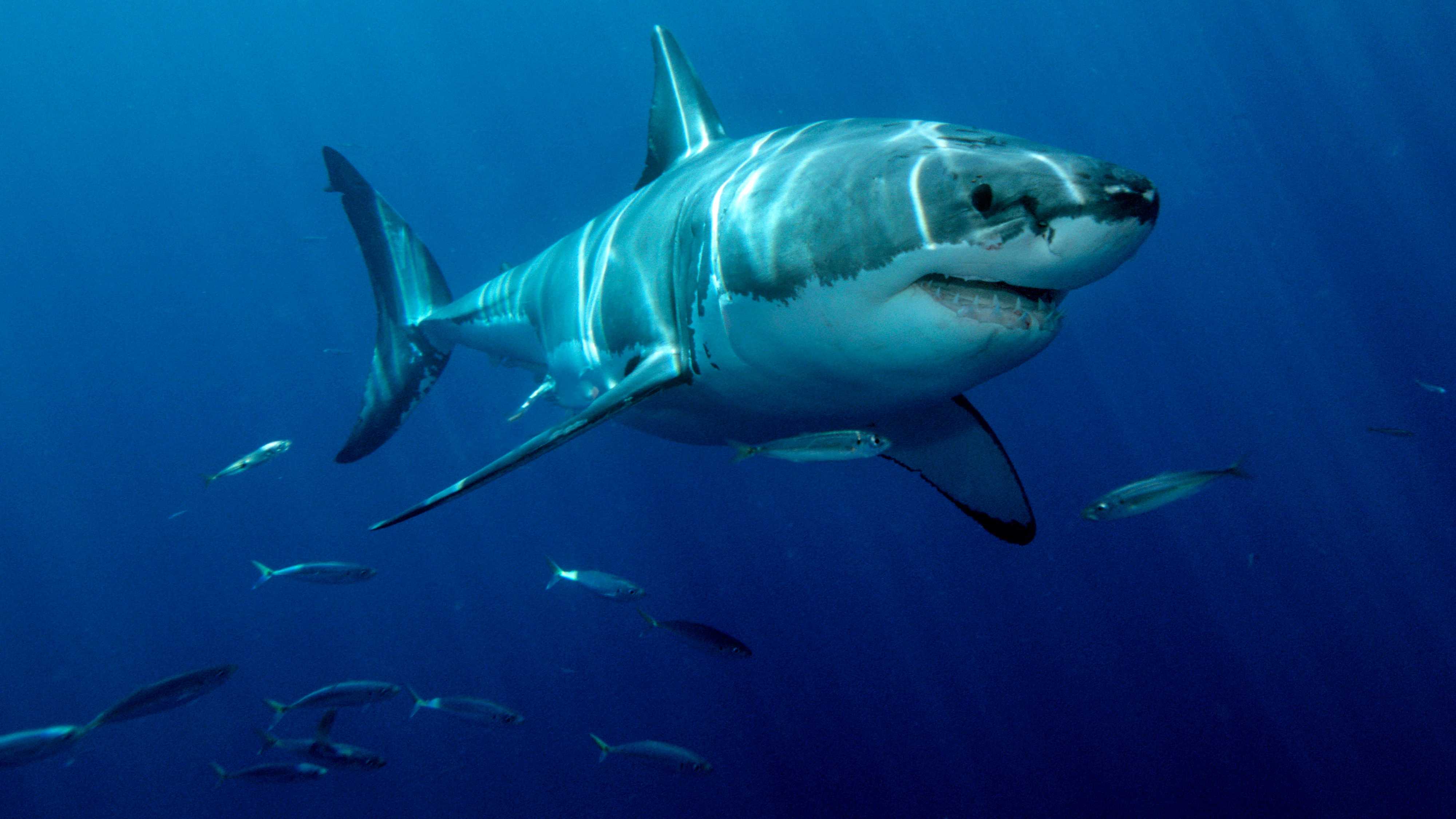 Ученые выяснили, зачем тунцы преследуют акул