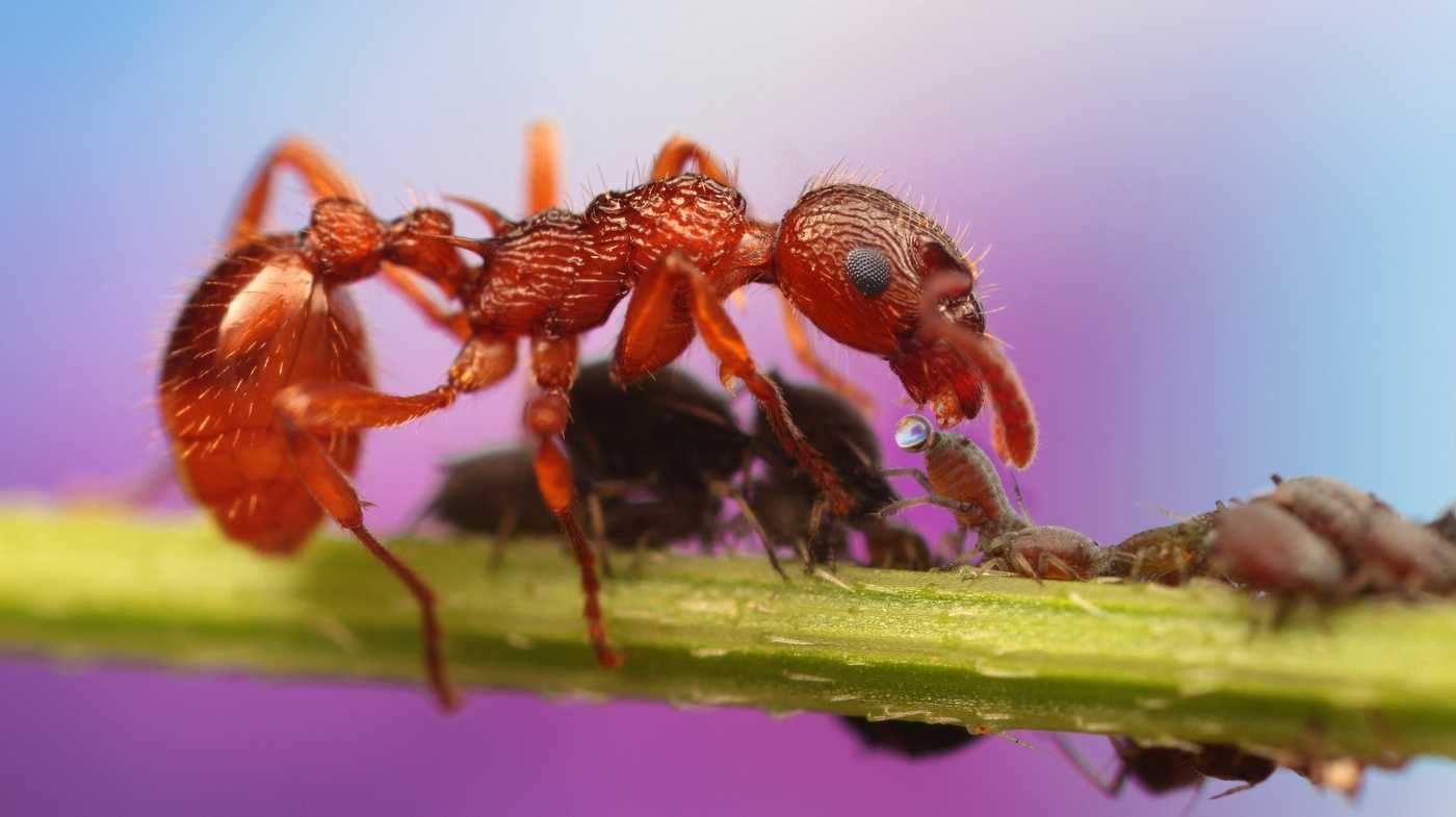 Заборные игуаны укрепляют иммунитет муравьями
