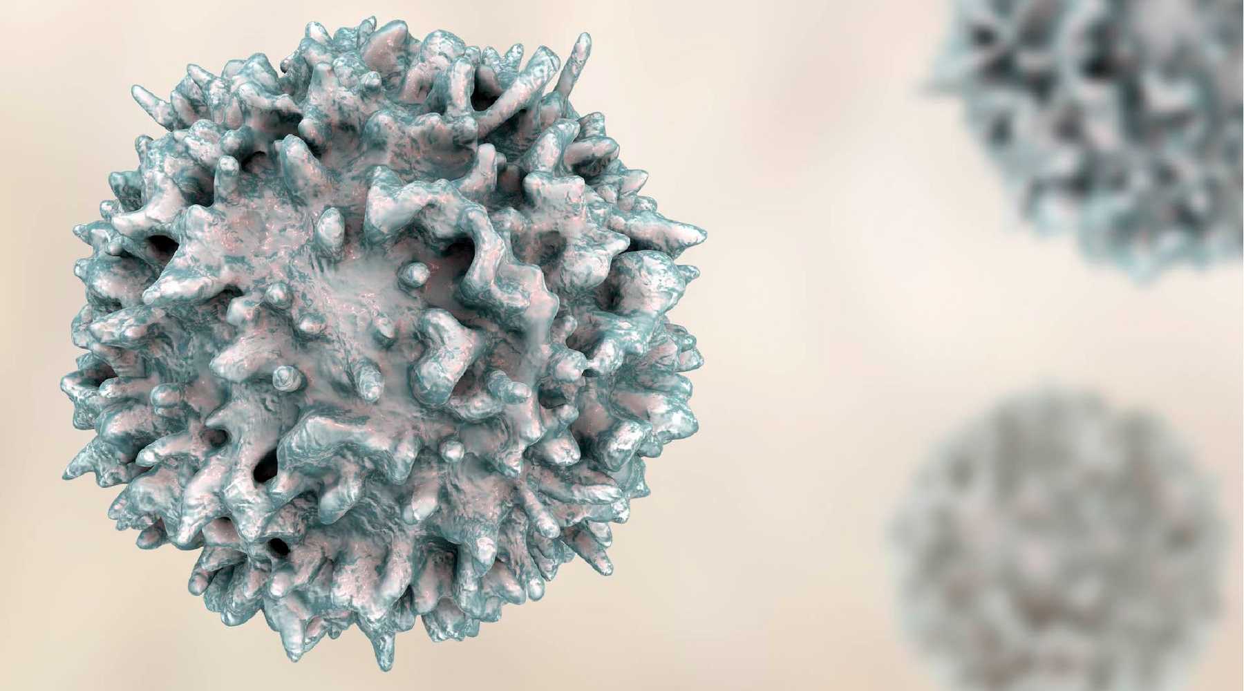 У иммунных клеток нашли механизм теломерного донорства