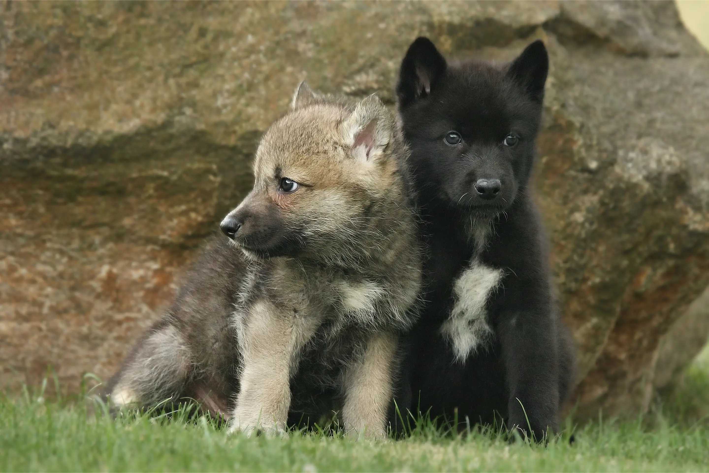 Пятьдесят оттенков серого волка: как вирус и половой отбор изменили окрас хищника