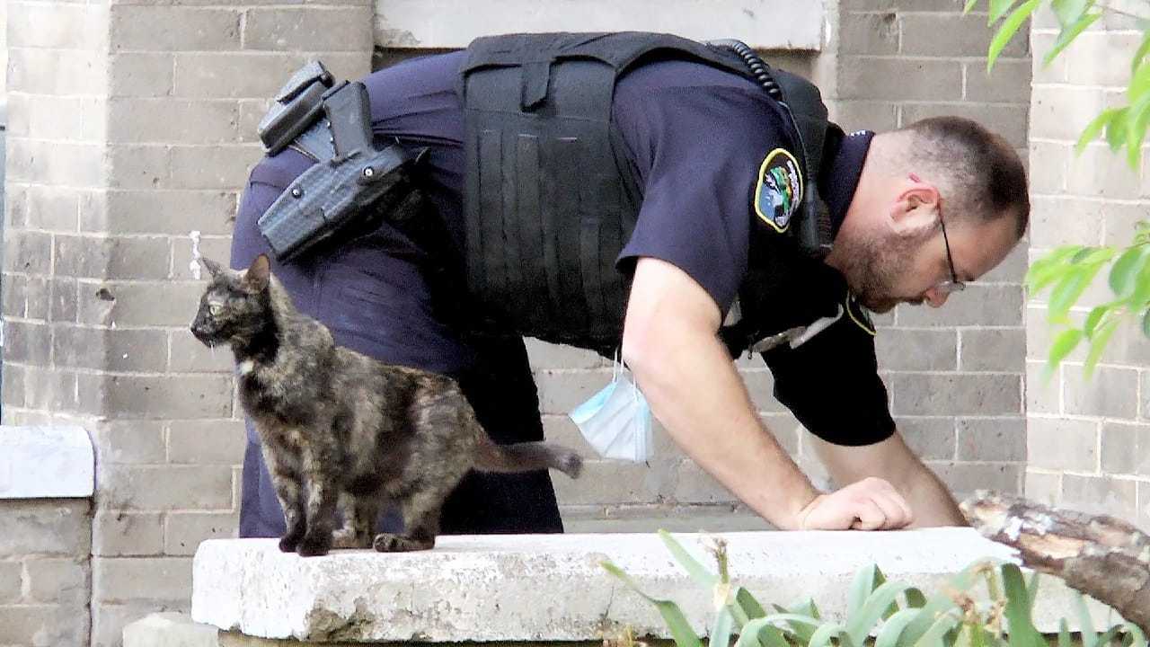 Полицейские смогут привлекать кошек в качестве свидетелей преступления
