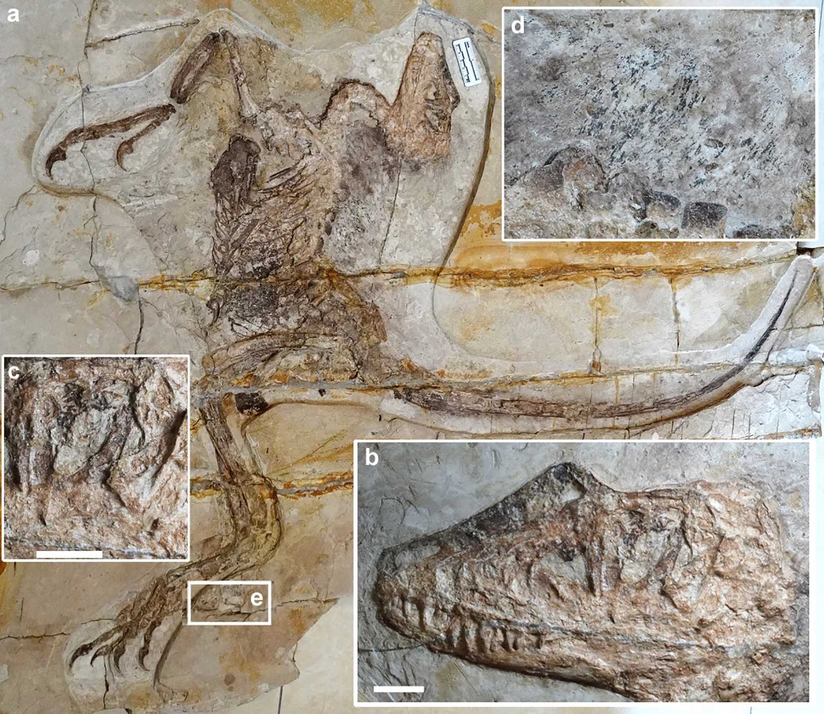 Внешность птицы, нутро крокодила: в Китае нашли динозавра с сохранившимся кишечником