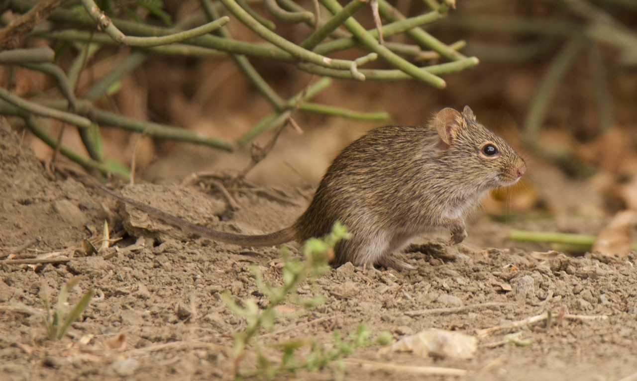 Прочитан геном нилотской травяной мыши. Станет ли она новым модельным организмом?