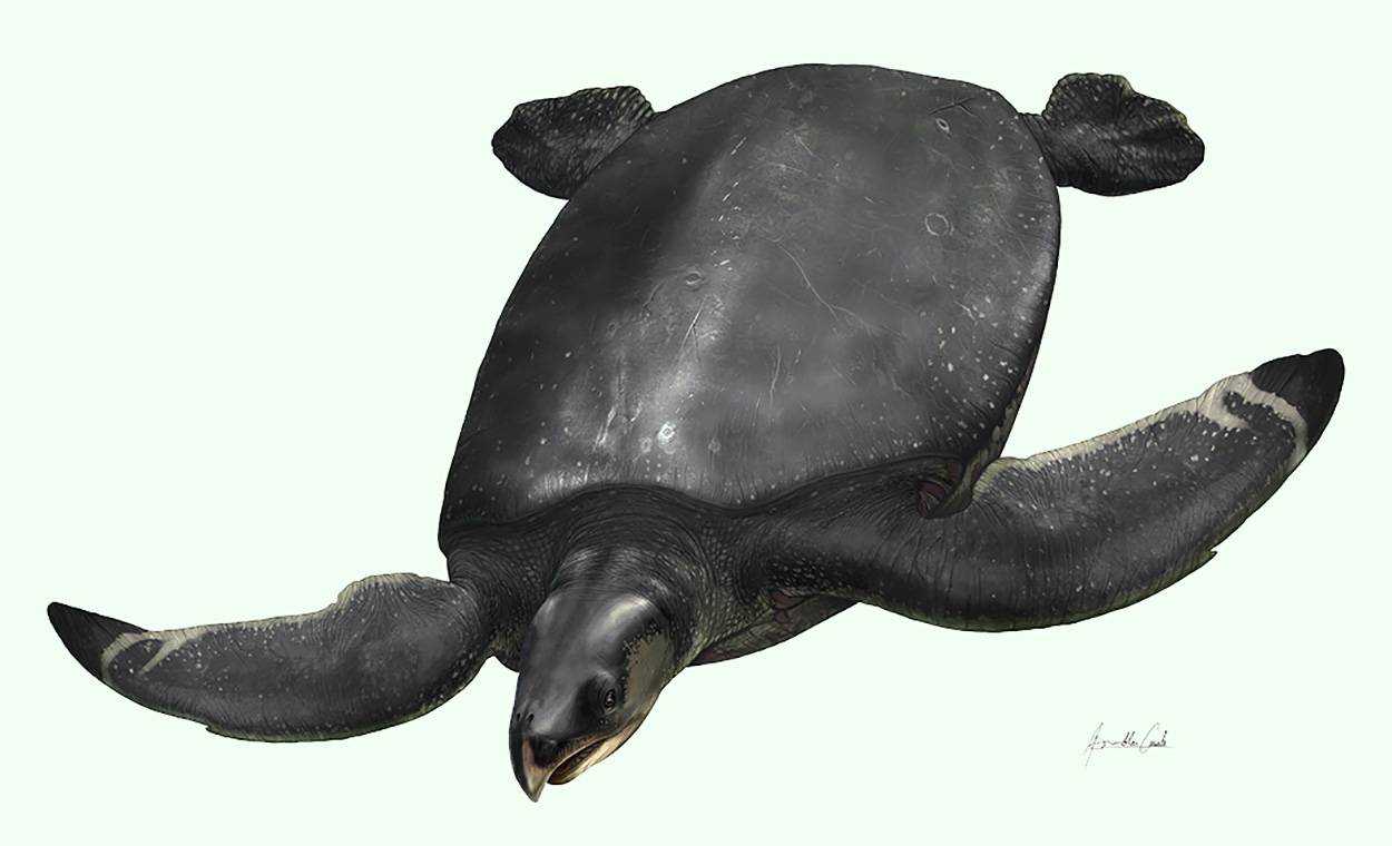 В Европе найдена крупнейшая ископаемая черепаха