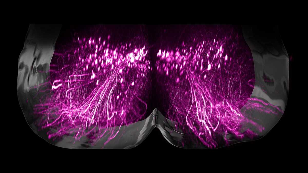 Определены нейроны, отвечающие за восстановление движений после паралича