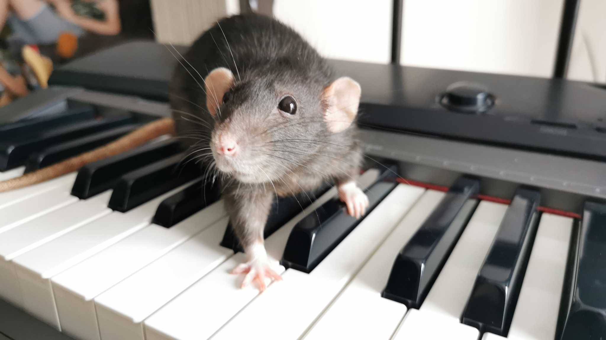 Ученые обнаружили танцевальные способности у крыс