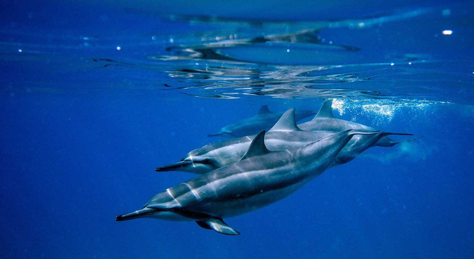 Кошачья токсоплазма погубила гавайских дельфинов