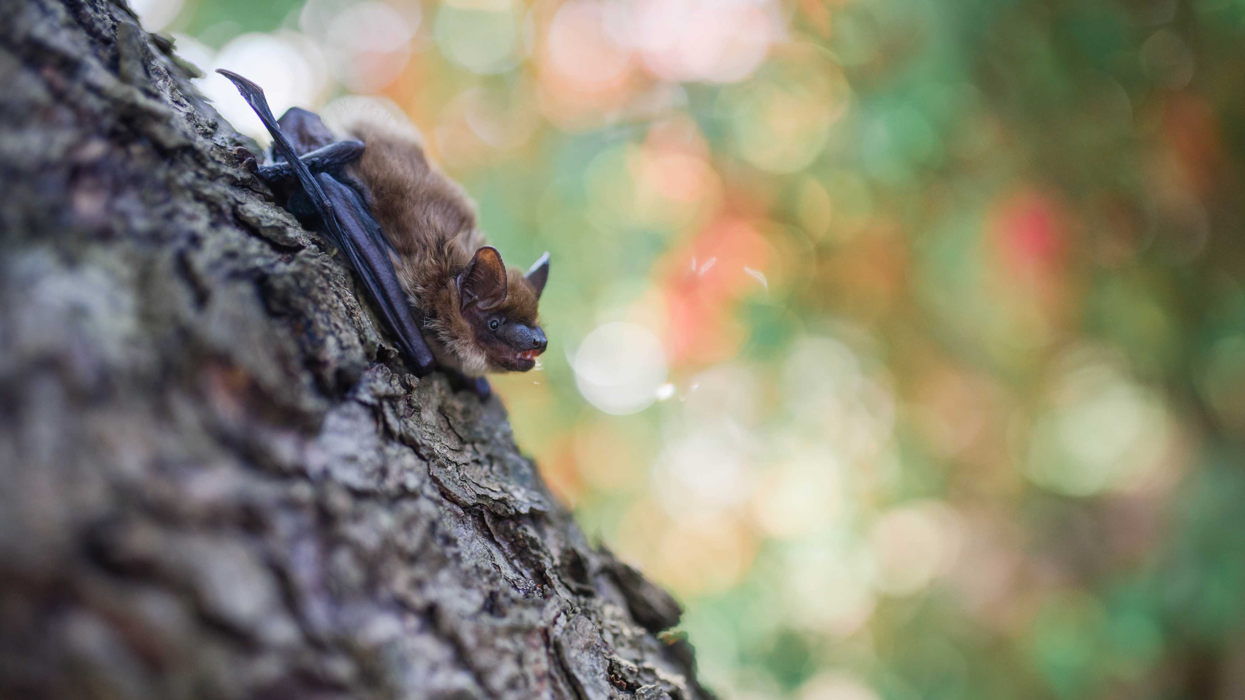Летучие мыши защищают леса от вредителей