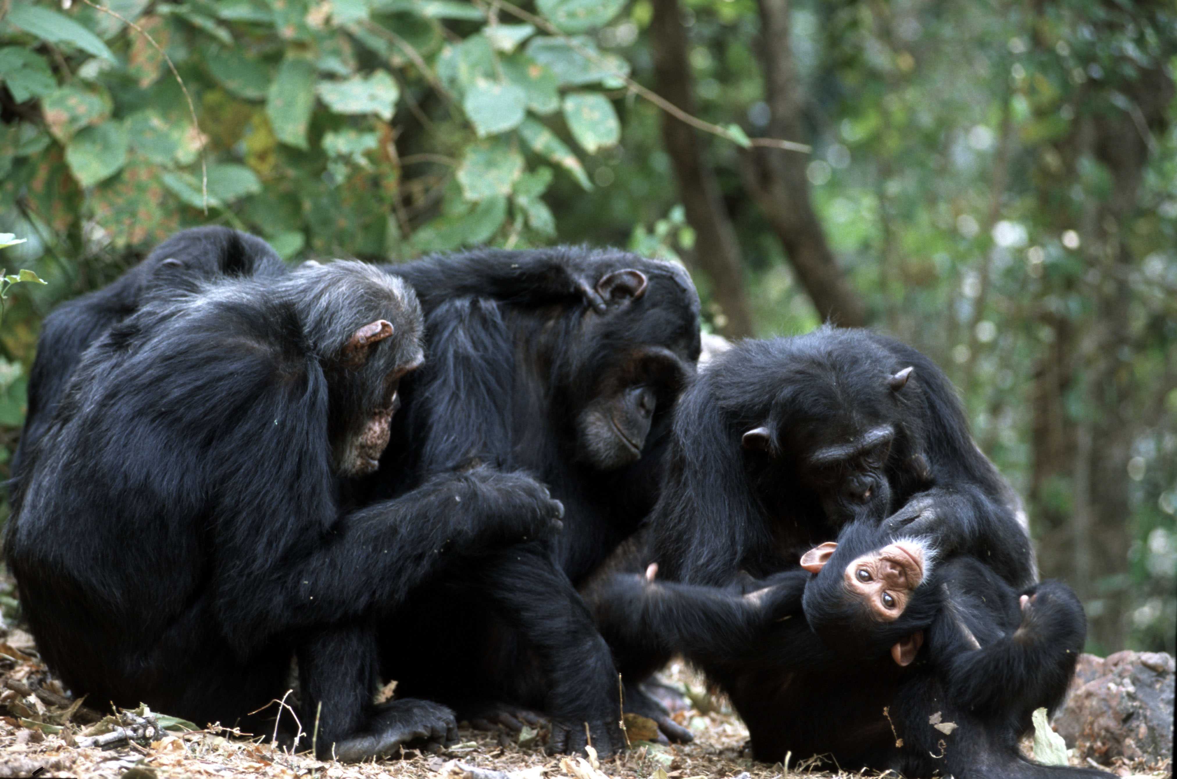 Ученые впервые обнаружили, что молодые обезьяны хвастаются перед родителями
