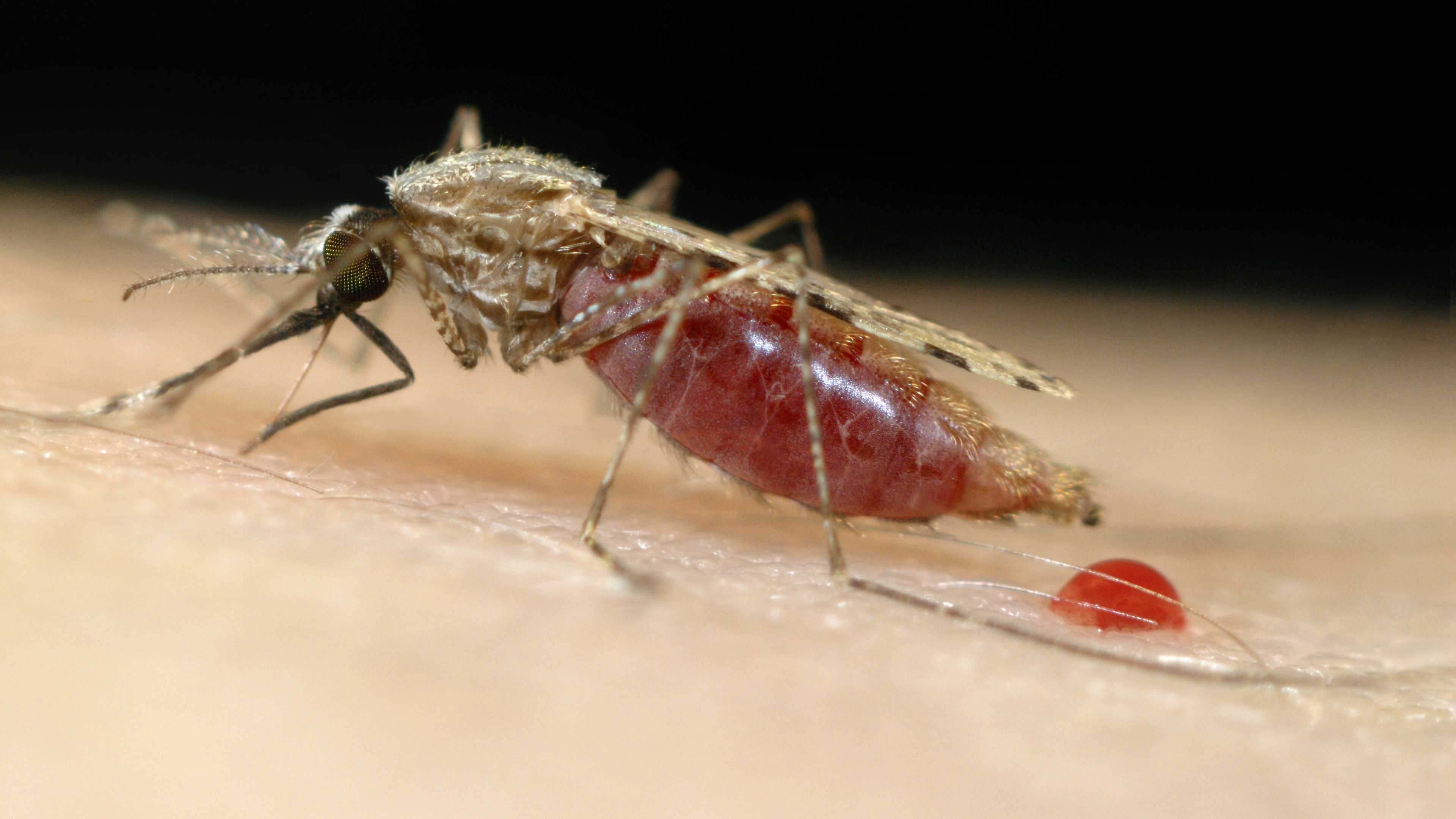 Ученые разработали прототип мРНК-вакцины против малярии