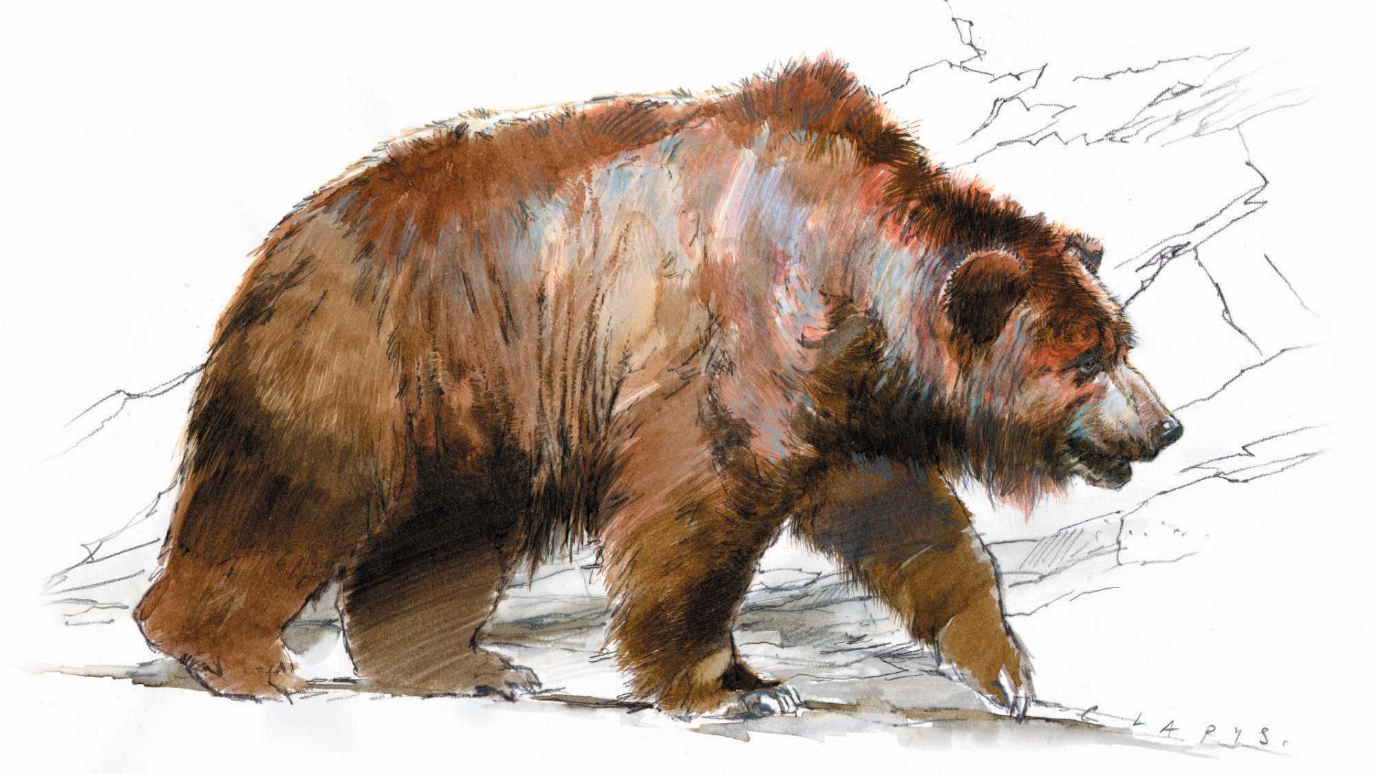 Люди пользовались медвежьими шкурами 300 тысяч лет назад