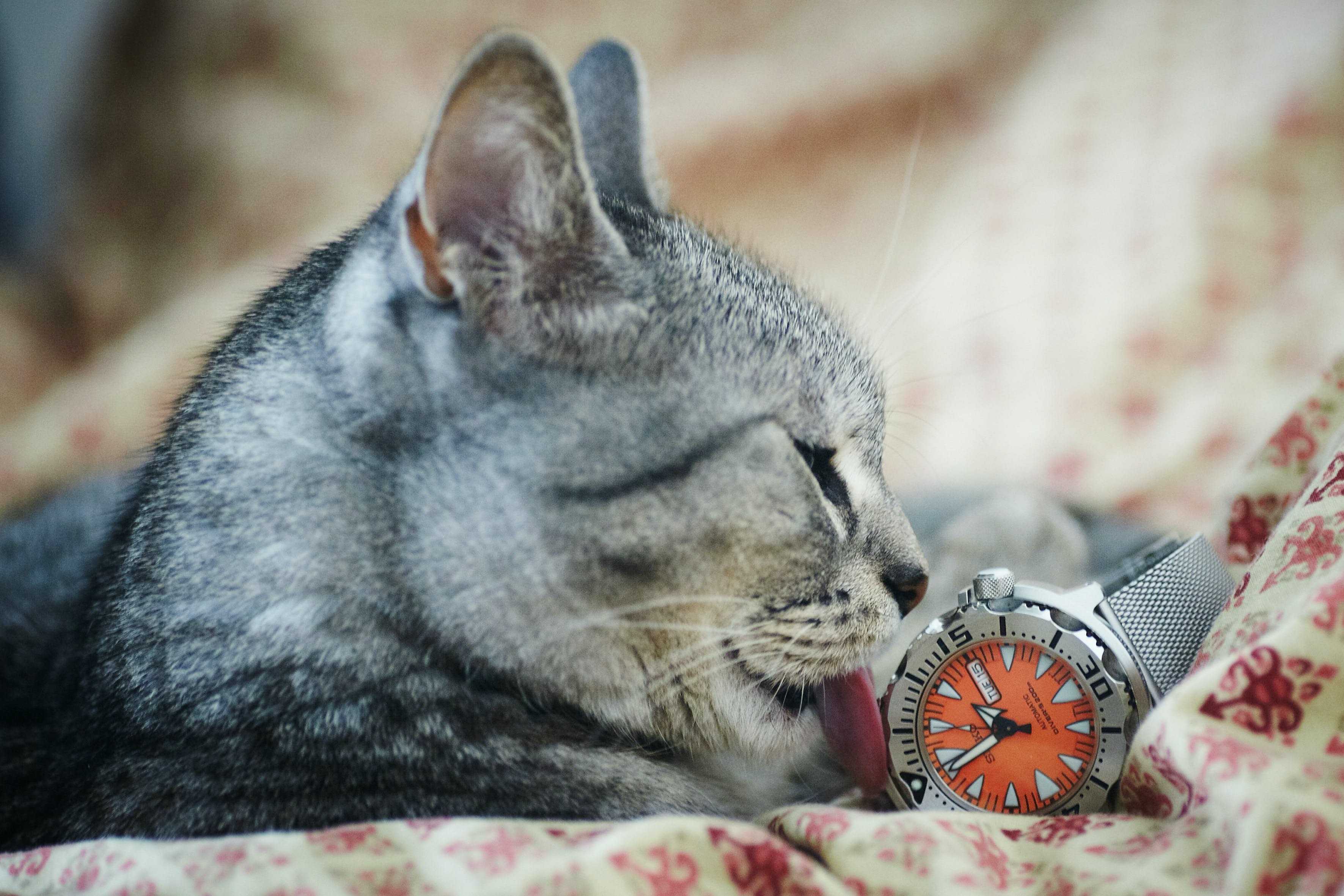 Ученые выяснили, какие животные быстрее всего воспринимают время