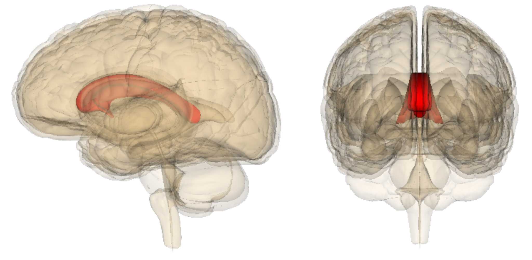 Мозолистое тело связали с межполушарной асимметрией языка