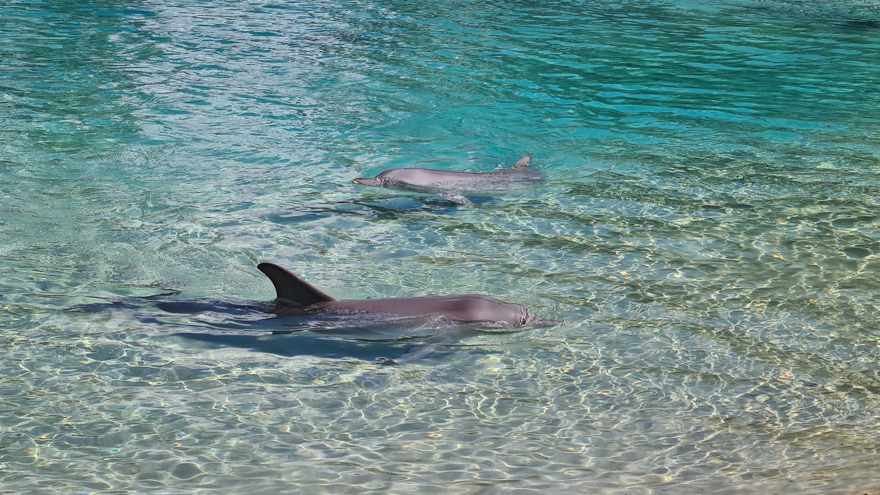 У выбросившихся на берег дельфинов нашли признаки болезни Альцгеймера