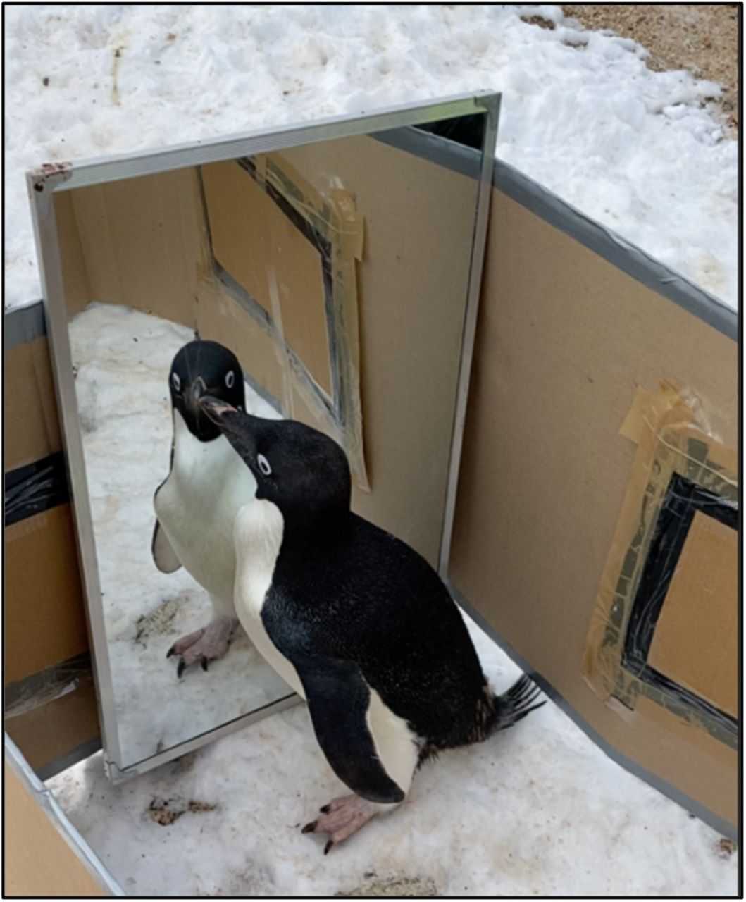 У пингвинов обнаружили зачатки самосознания