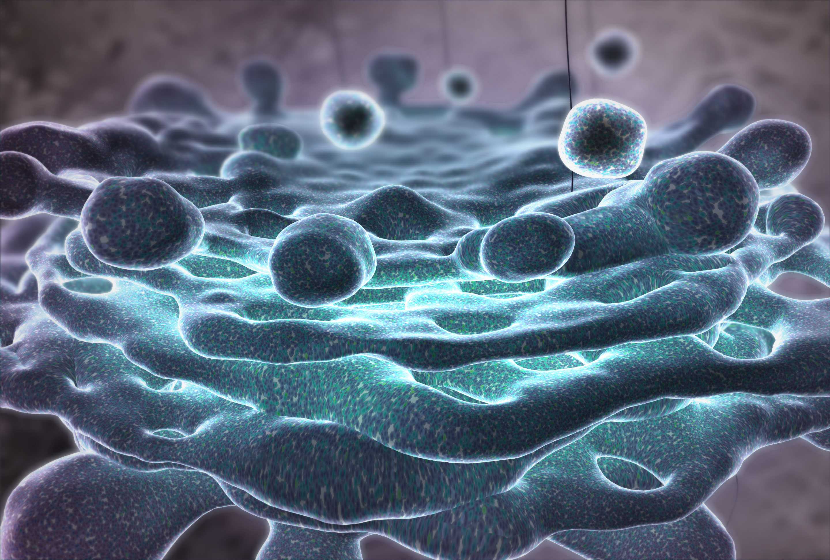 Голодание изменило структуру клетки и создало «супермитохондрии»