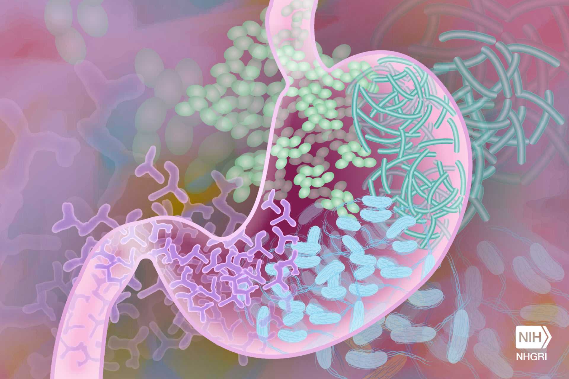 Материнские кишечные бактерии поделились генами с микробиомом детей