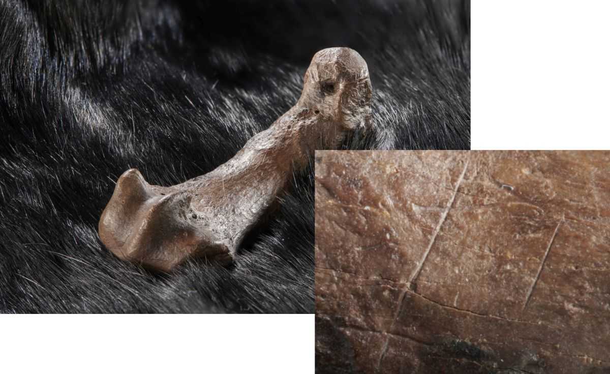Люди пользовались медвежьими шкурами 300 тысяч лет назад