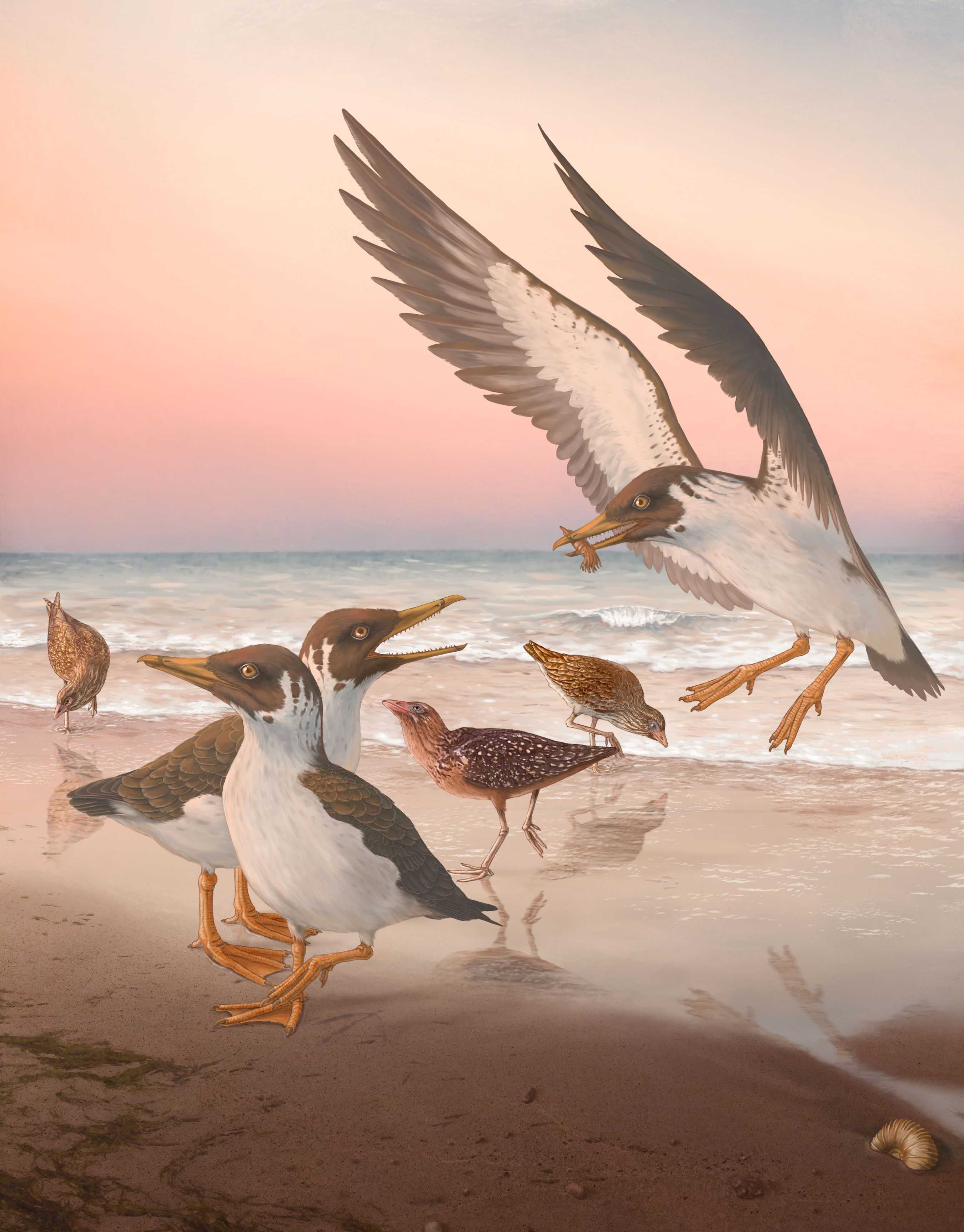 Новый вид ископаемых птиц перевернул представления об их эволюции
