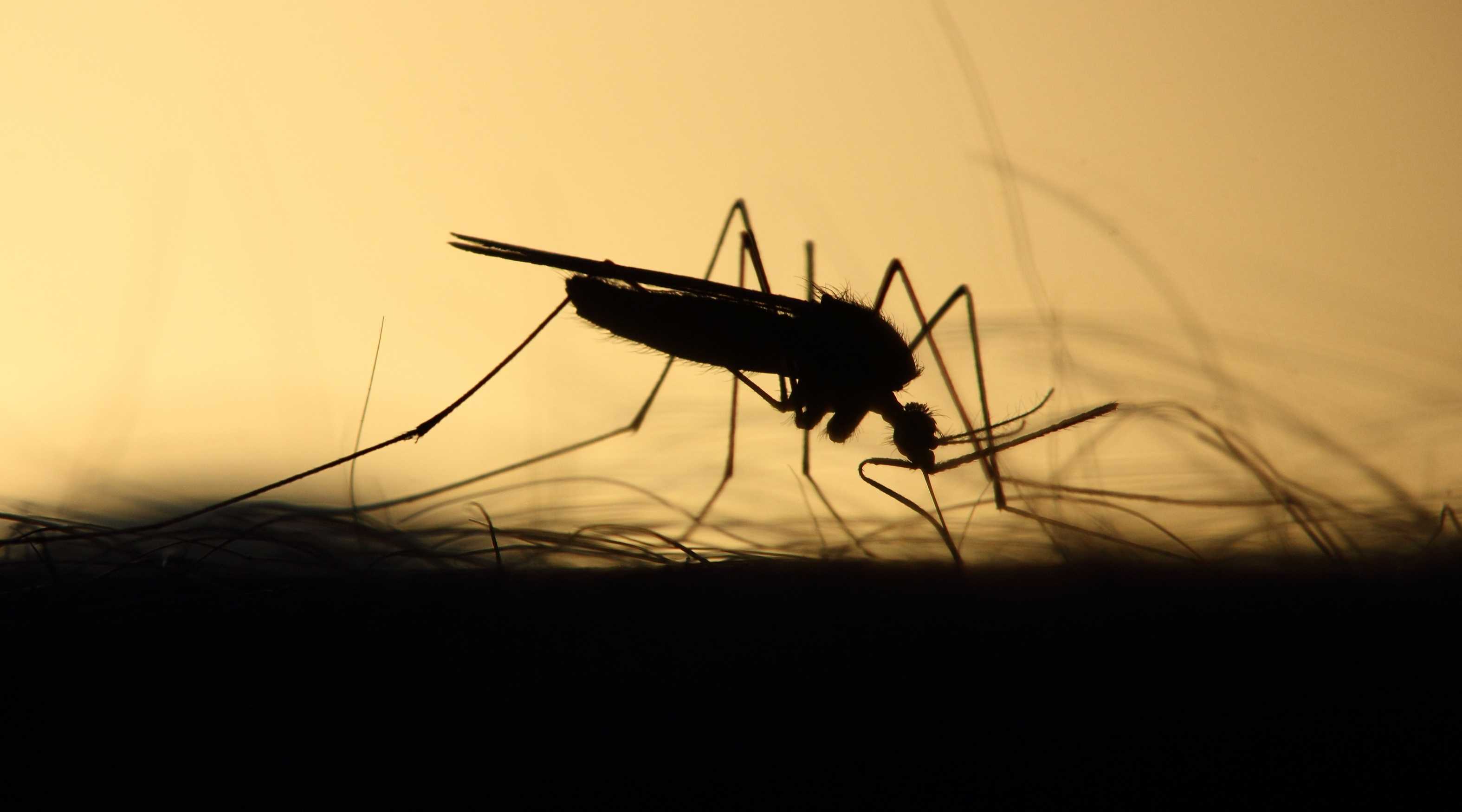 Биологи научились отслеживать комаров