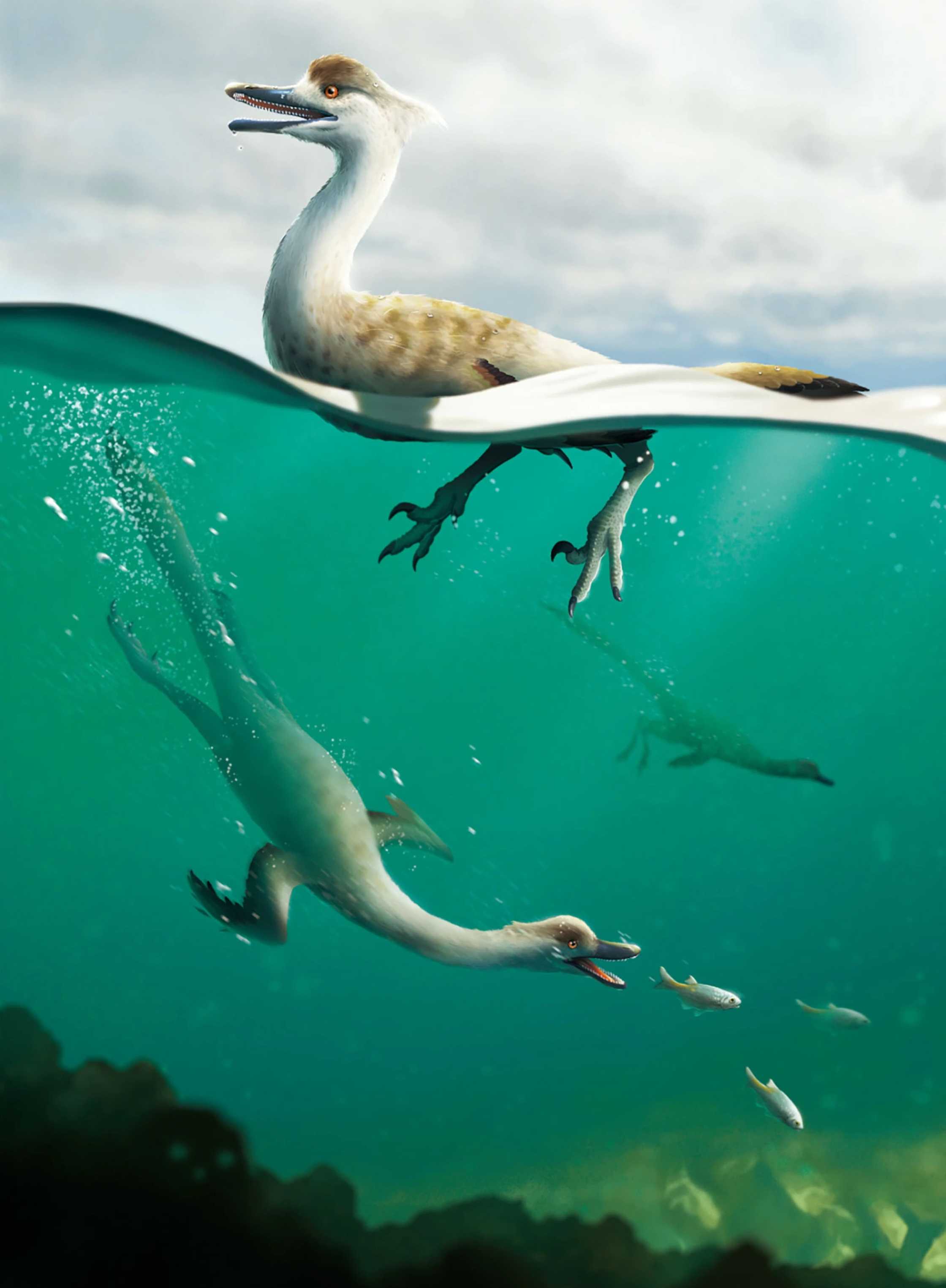 Палеонтологи впервые нашли динозавра, плававшего как пингвин